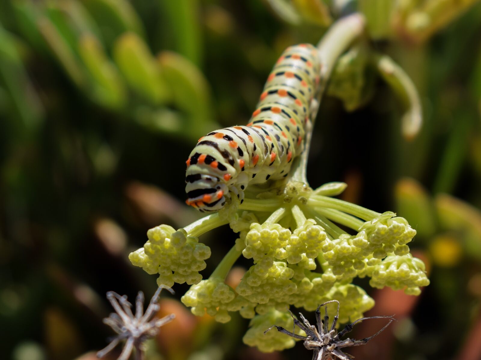 Nikon D3300 sample photo. Caterpillar, lepidoptera, animal photography