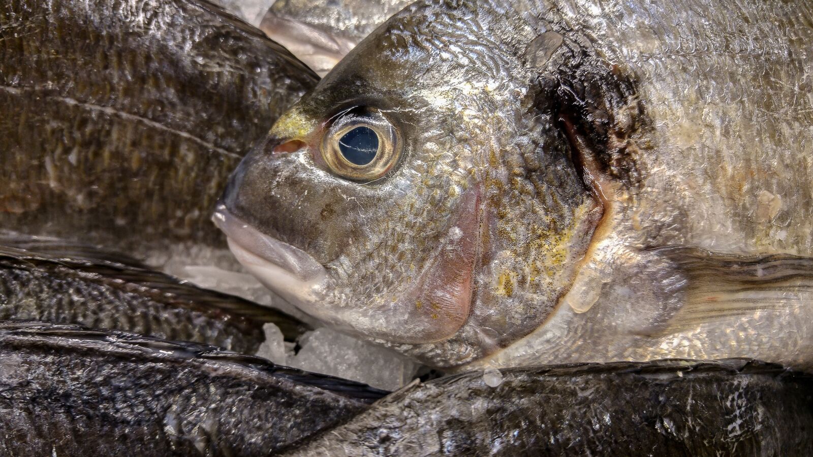 LG G4 sample photo. Bream, fish, fishing photography