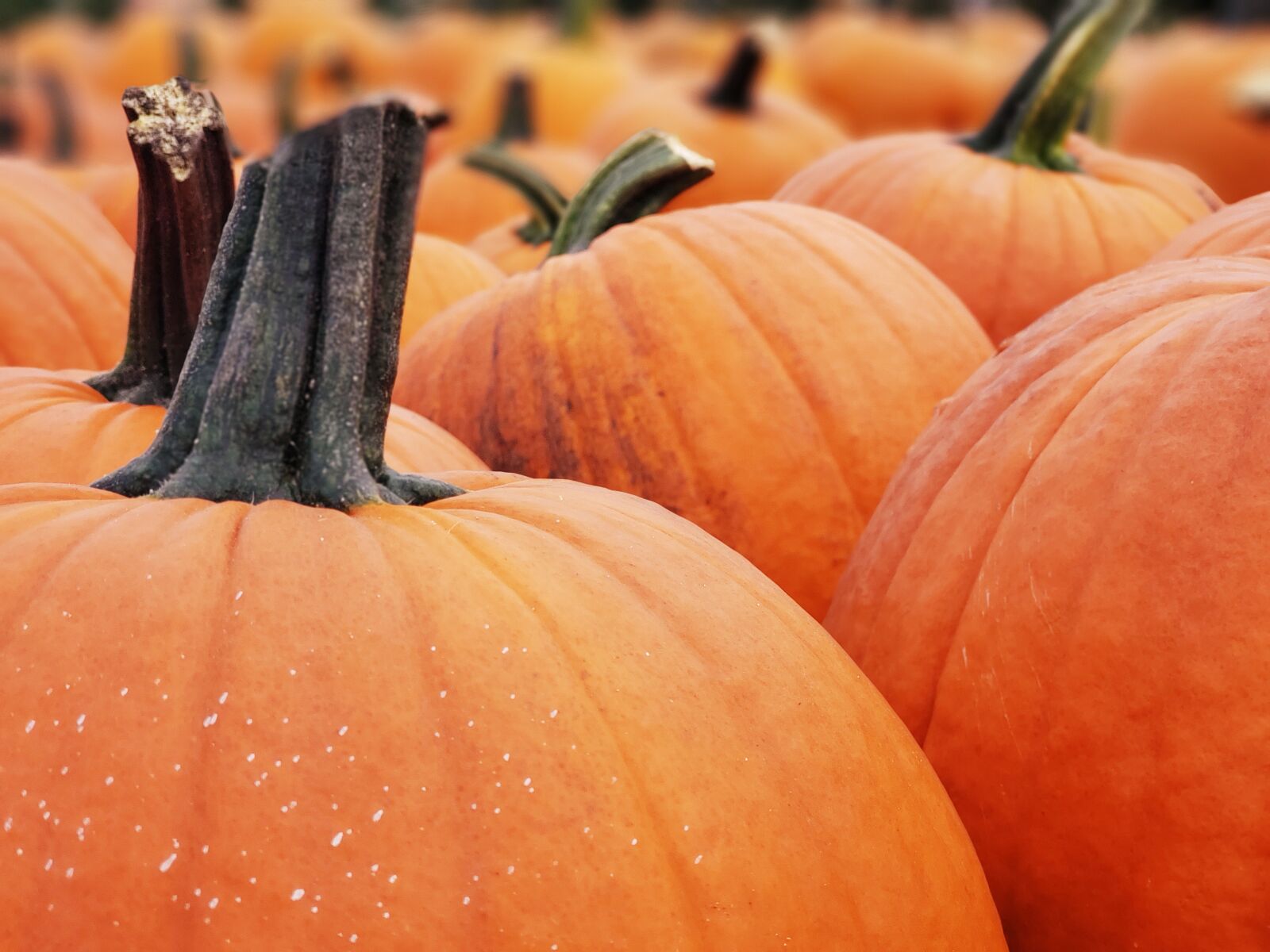Samsung Galaxy S9+ sample photo. Pumpkin patch, pumpkins, orange photography