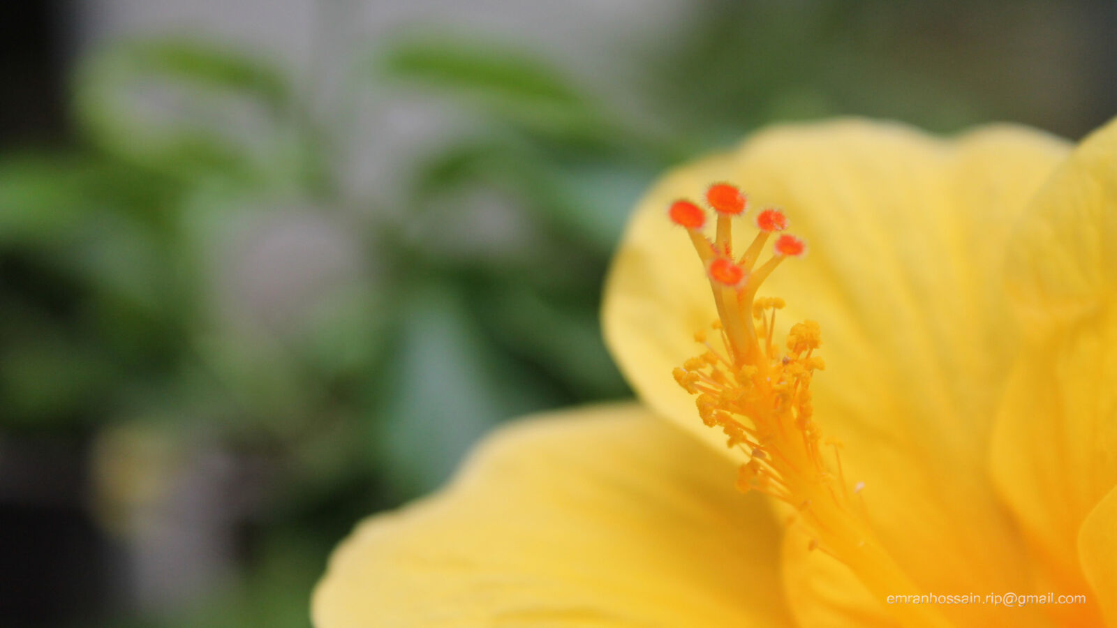 Canon EOS 1100D (EOS Rebel T3 / EOS Kiss X50) sample photo. Nature, nice, wallpaper photography