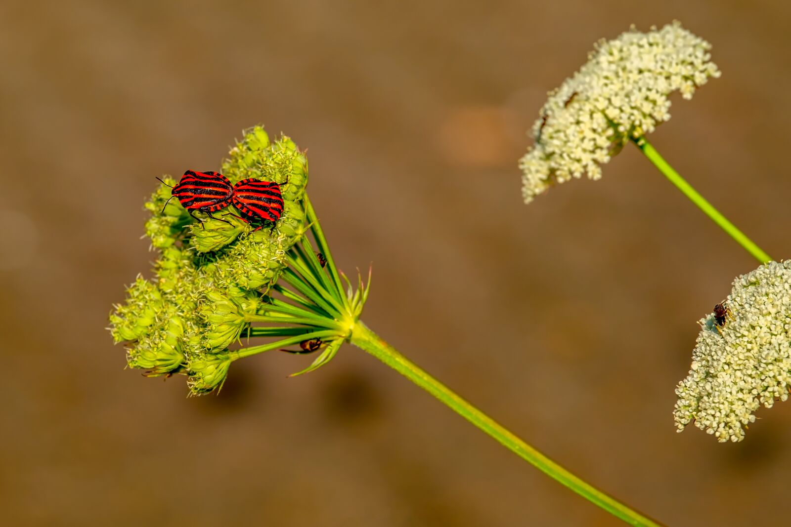Fujifilm XF 55-200mm F3.5-4.8 R LM OIS sample photo. Bugs, stripes bugs, pairing photography