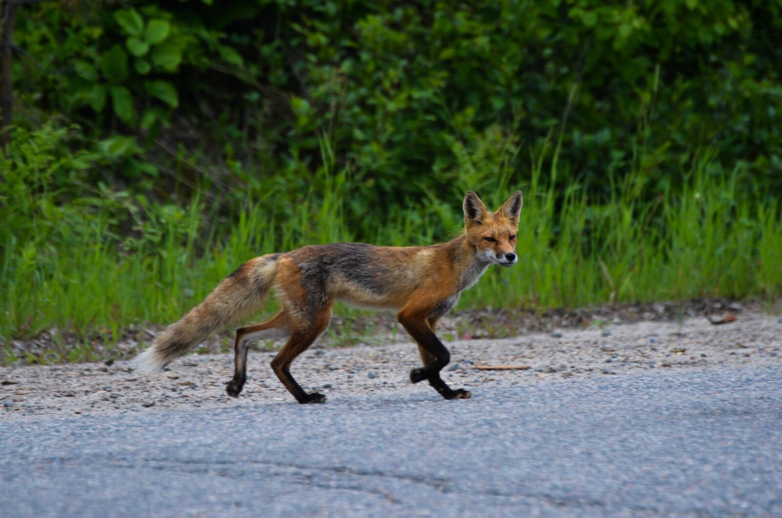 Nikon D7000 sample photo. Fox, red fox, wild photography