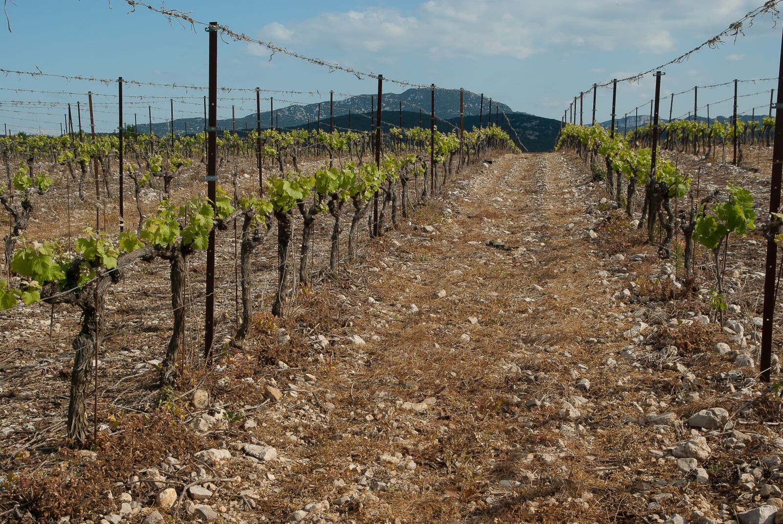 Pentax K10D sample photo. Vineyard, france, herald photography