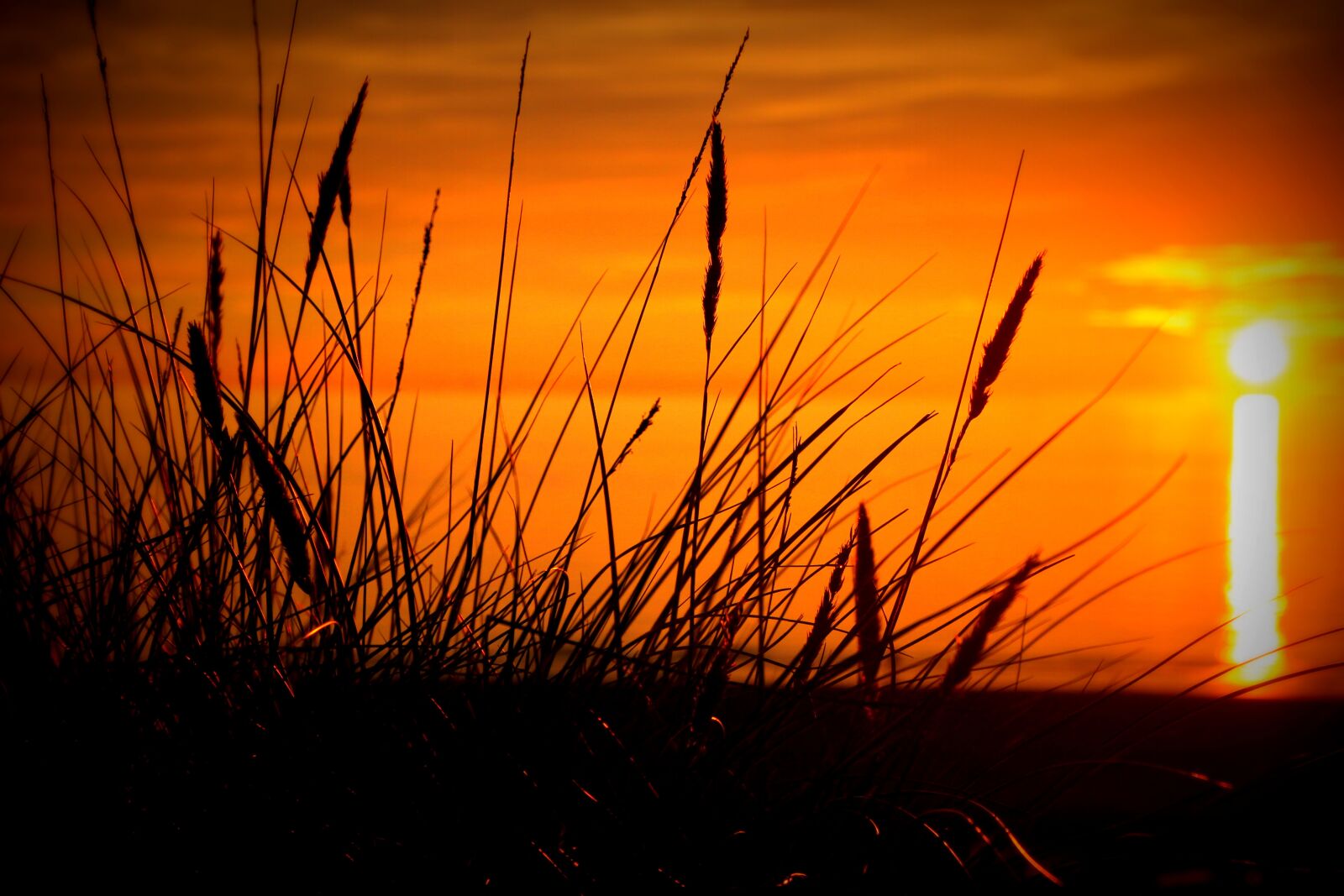 Canon EOS 600D (Rebel EOS T3i / EOS Kiss X5) sample photo. Sunset, evening sun, grasses photography