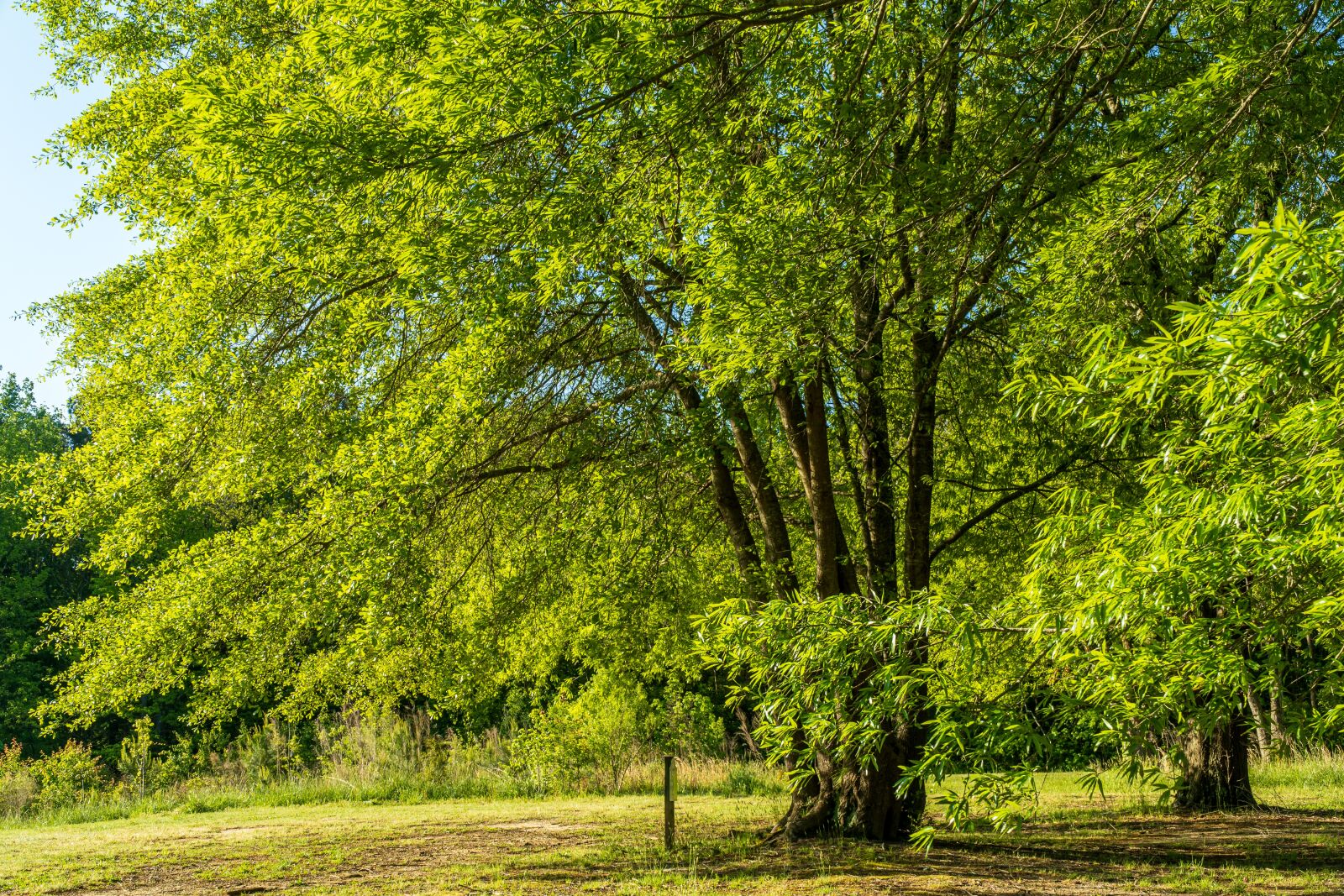 Sony E PZ 18-105mm F4 G OSS sample photo. Walnut tree, spring walnut photography