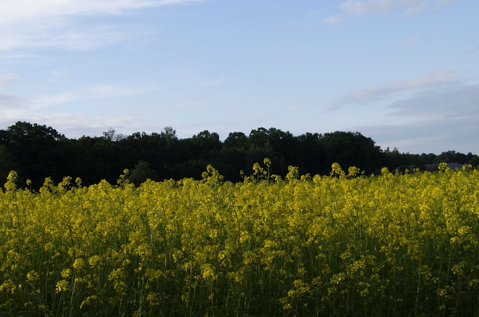 Sony Alpha DSLR-A390 sample photo. Rapeseed, summer, nature photography