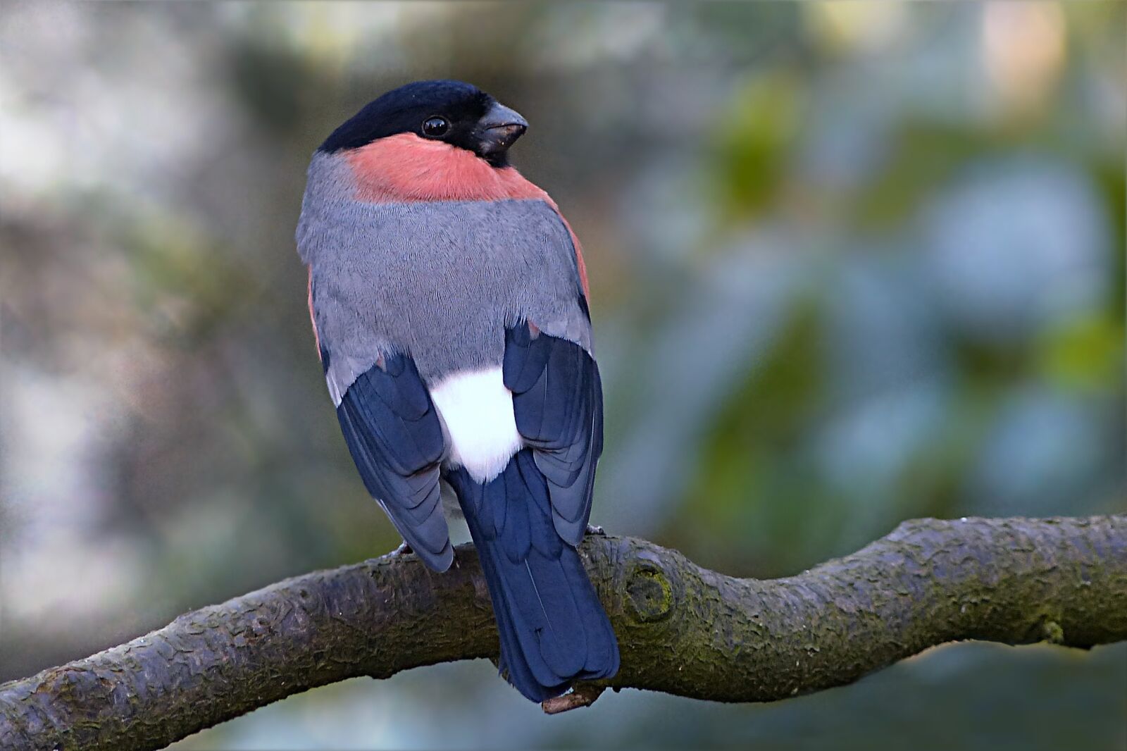 Panasonic Lumix DMC-FZ200 sample photo. Bird, bullfinch, pyrrhula photography