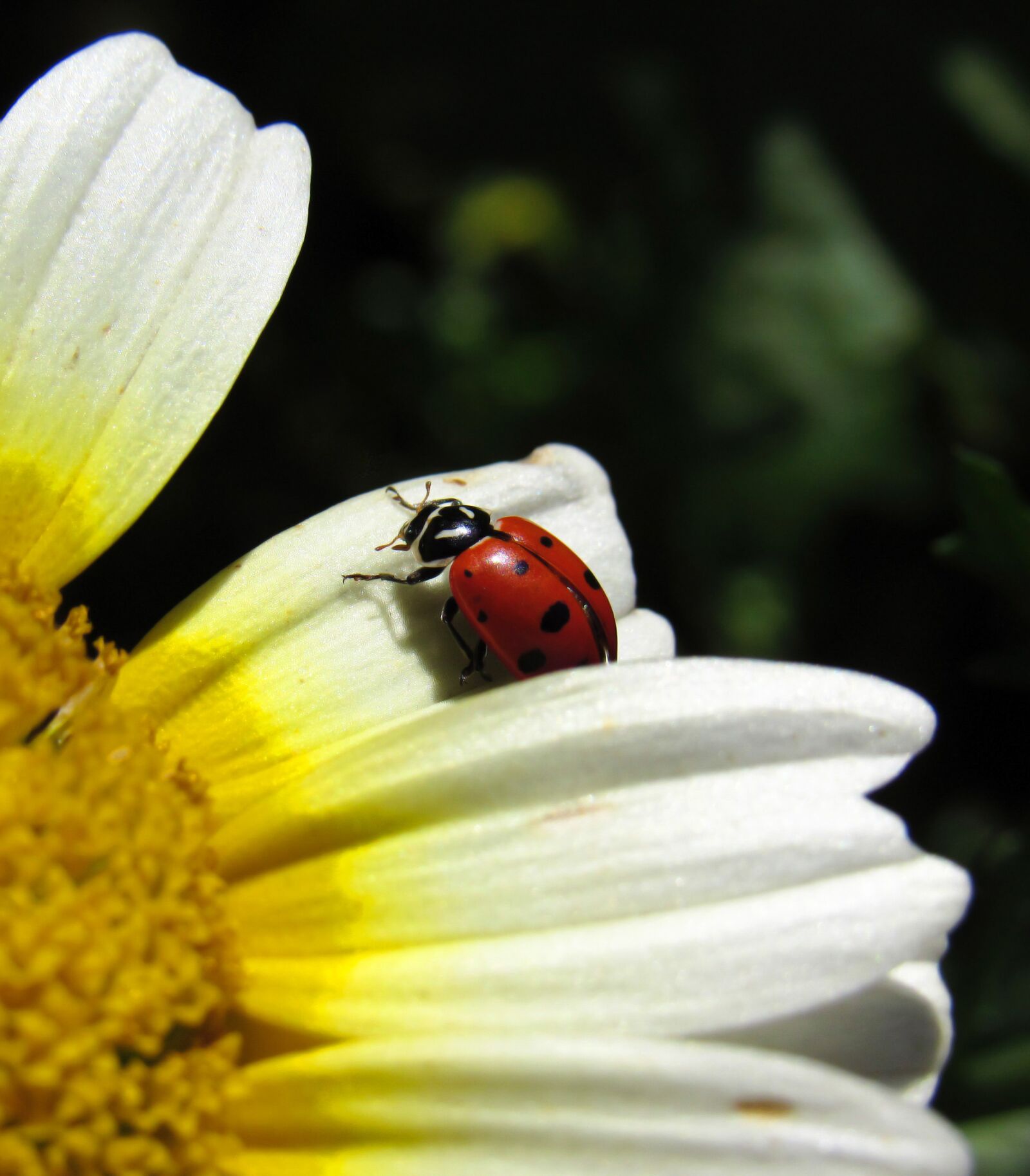 Canon PowerShot SX530 HS sample photo. Ladybug, bug, beetle photography