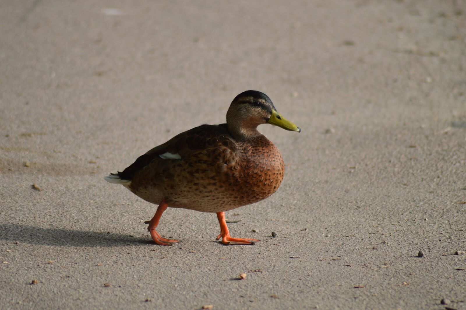 Nikon D3200 sample photo. Duck, feathers, bird photography