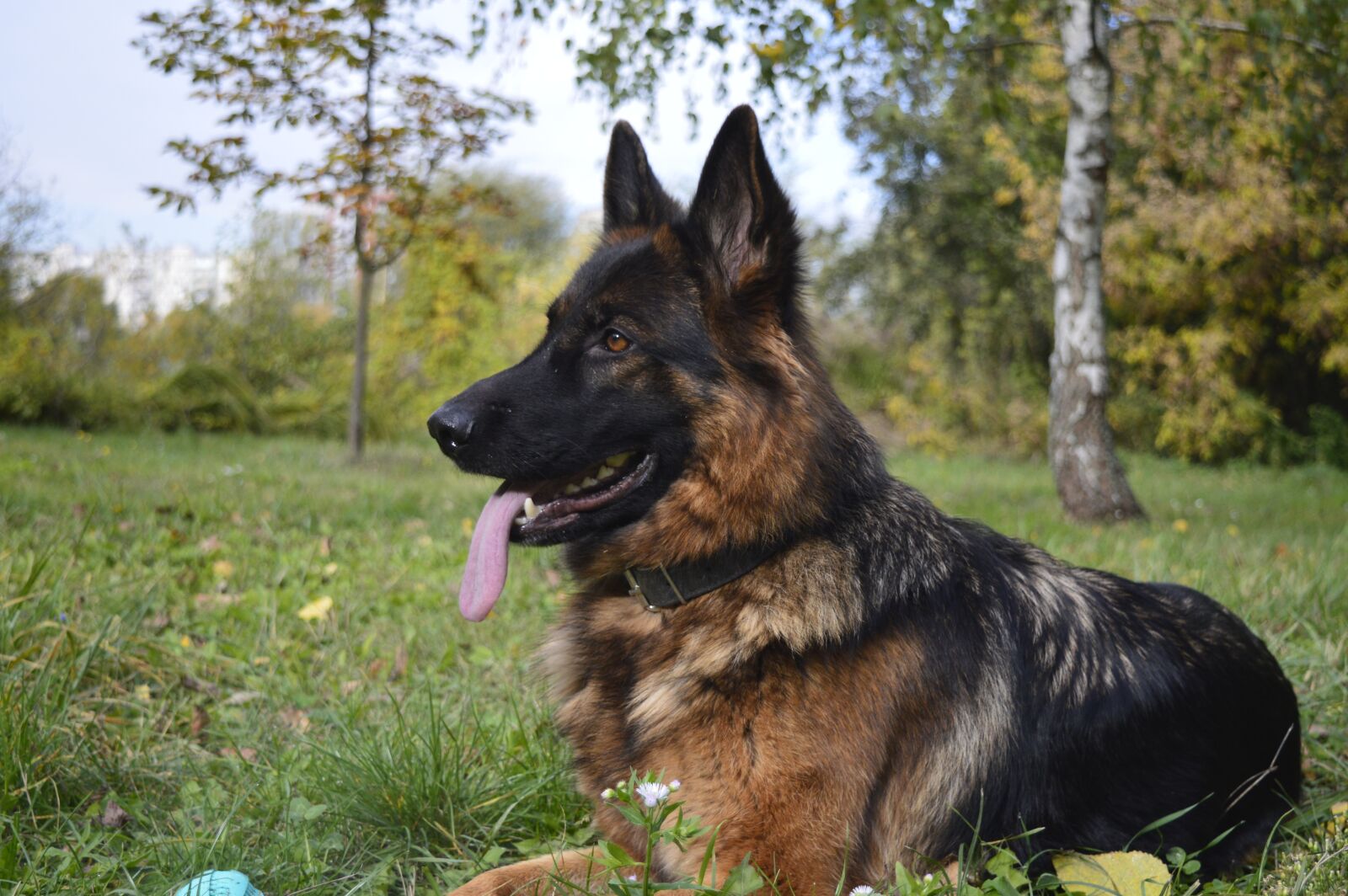 Nikon D3200 sample photo. Dog, the german shepherd photography