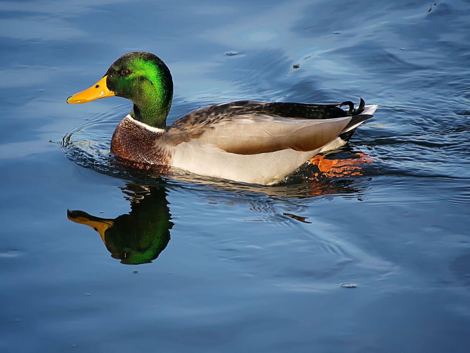 Nikon D3300 sample photo. Mallard, duck, waters photography