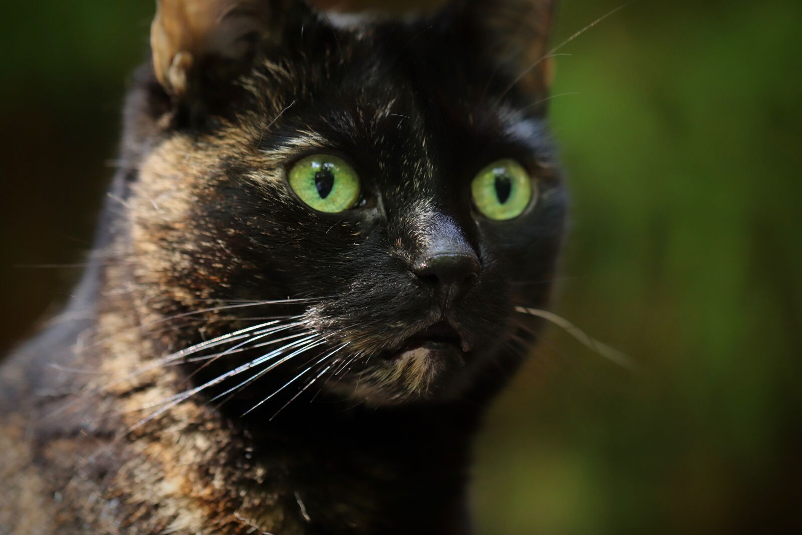Canon EF 100mm F2.8L Macro IS USM sample photo. Cat, domestic cat, tortoise photography