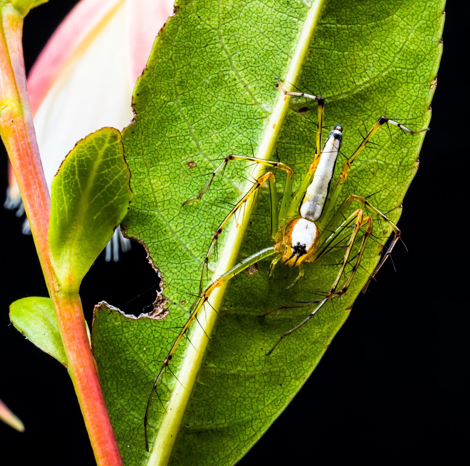 Nikon D5200 sample photo. Spider, arachnid, insect photography