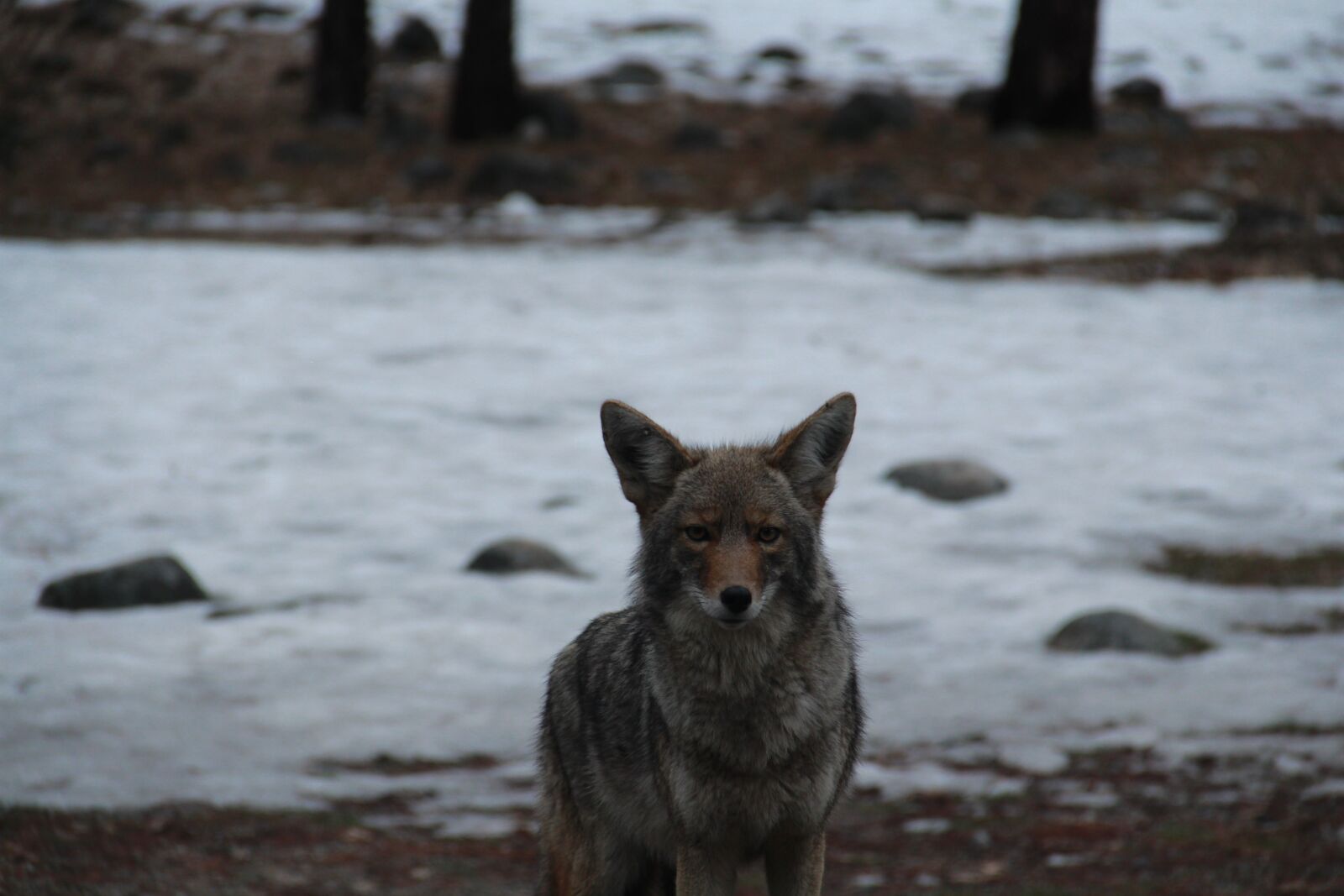 Canon EOS 650D (EOS Rebel T4i / EOS Kiss X6i) + Canon EF-S 18-135mm F3.5-5.6 IS sample photo. Yosemite national park, coyote photography