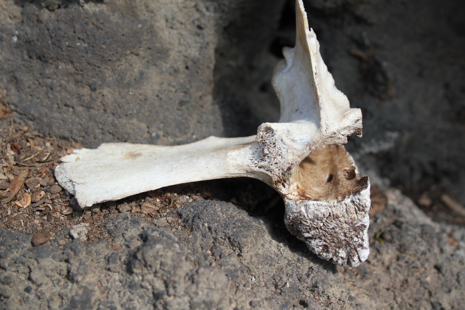 Canon EOS 550D (EOS Rebel T2i / EOS Kiss X4) sample photo. Bone, stone, live photography