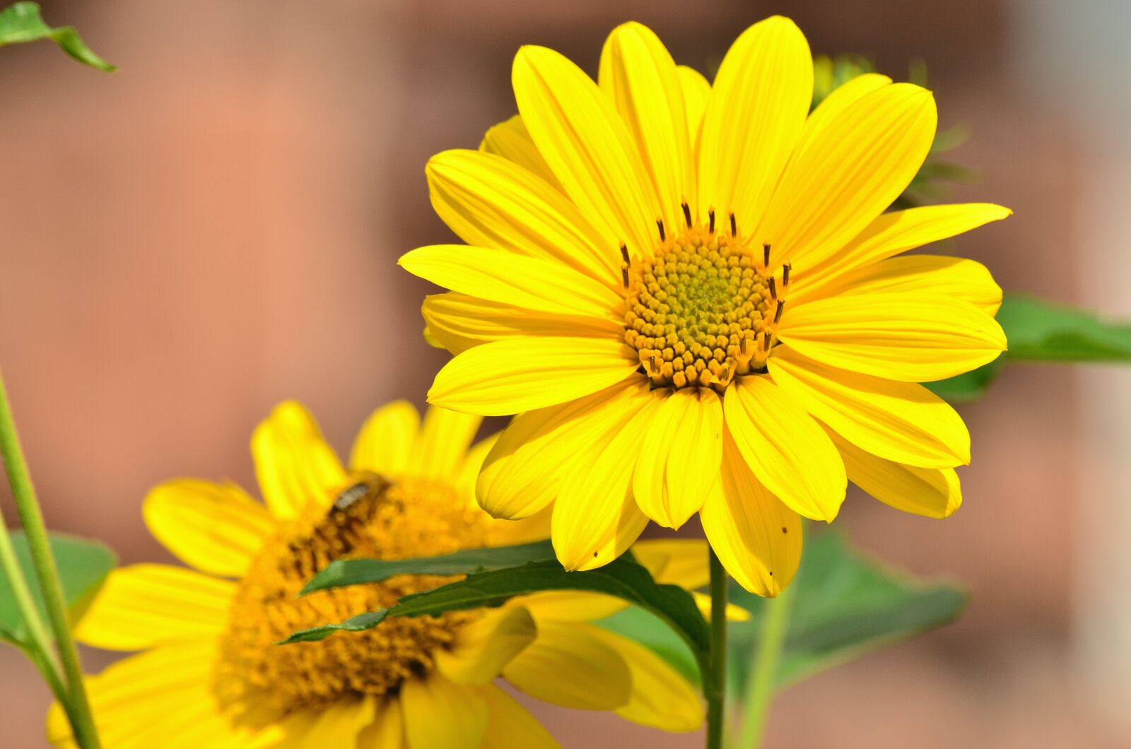 Nikon D5100 sample photo. Sunflower, yellow, helianthus photography