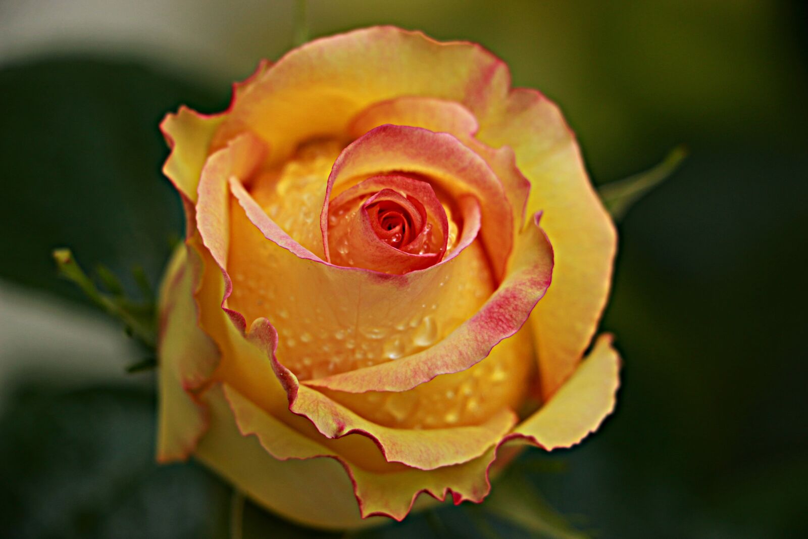 Canon EOS 70D sample photo. Rosa, yellow, macro photography
