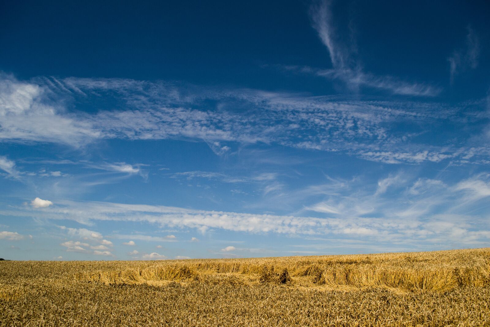 Nikon D3100 sample photo. Grain, spike, cereals photography
