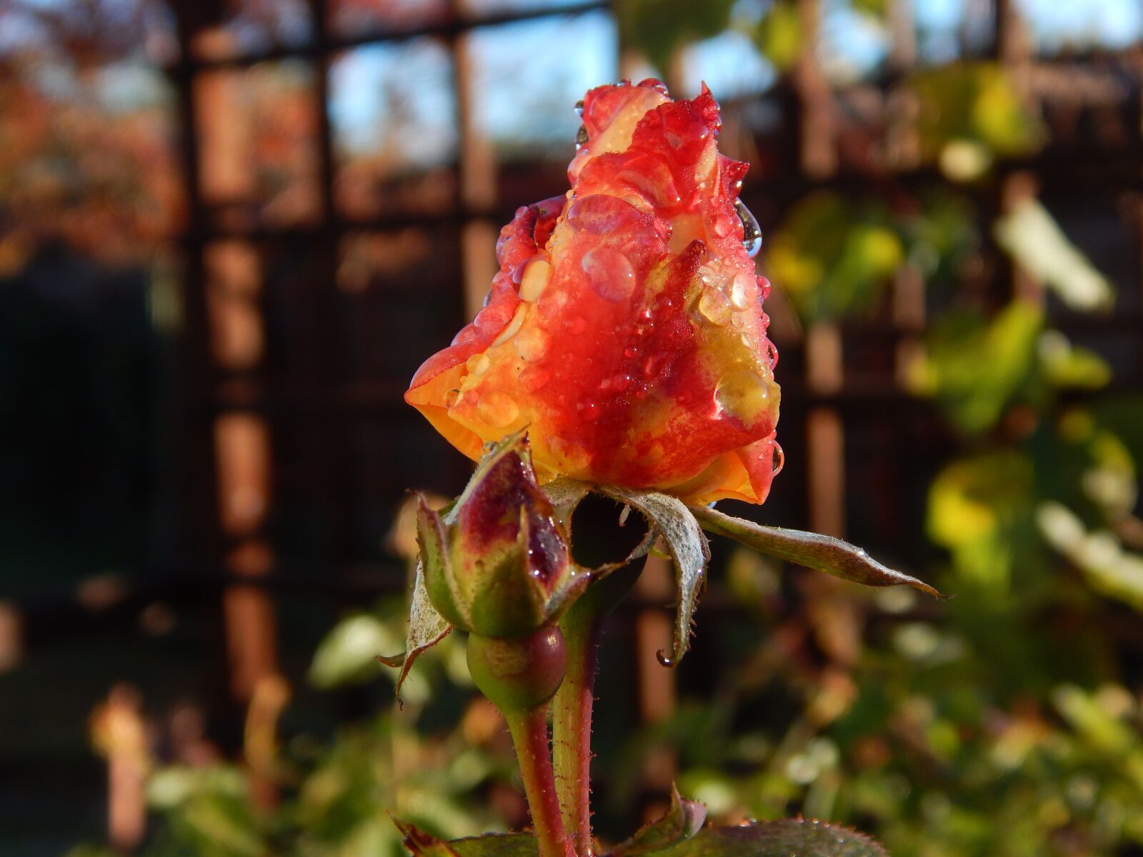 Nikon Coolpix L830 sample photo. Nature, flower, outdoors photography