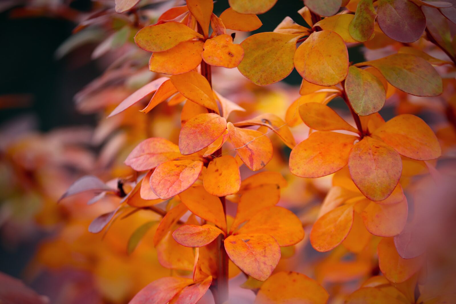 Canon EOS 200D (EOS Rebel SL2 / EOS Kiss X9) sample photo. Autumn, leaves, colorful photography