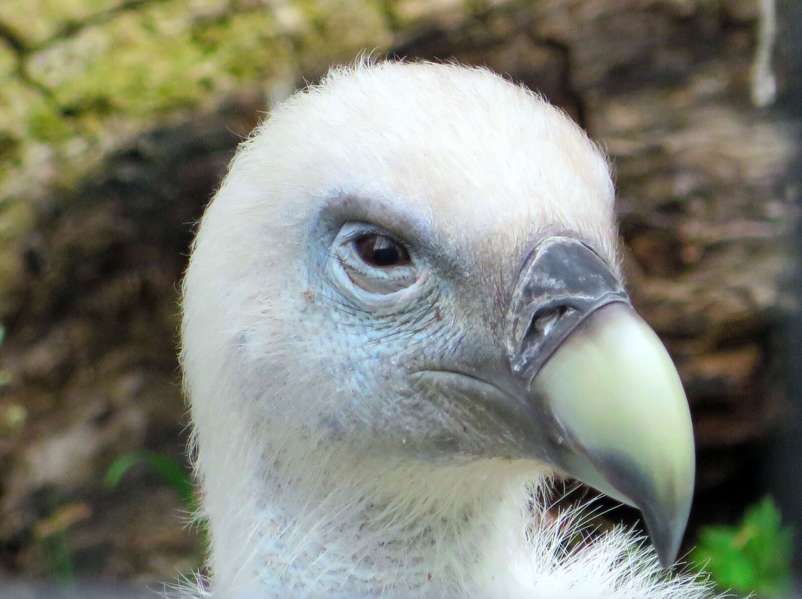 Canon PowerShot SX270 HS sample photo. Vulture, griffon vulture, gyps photography
