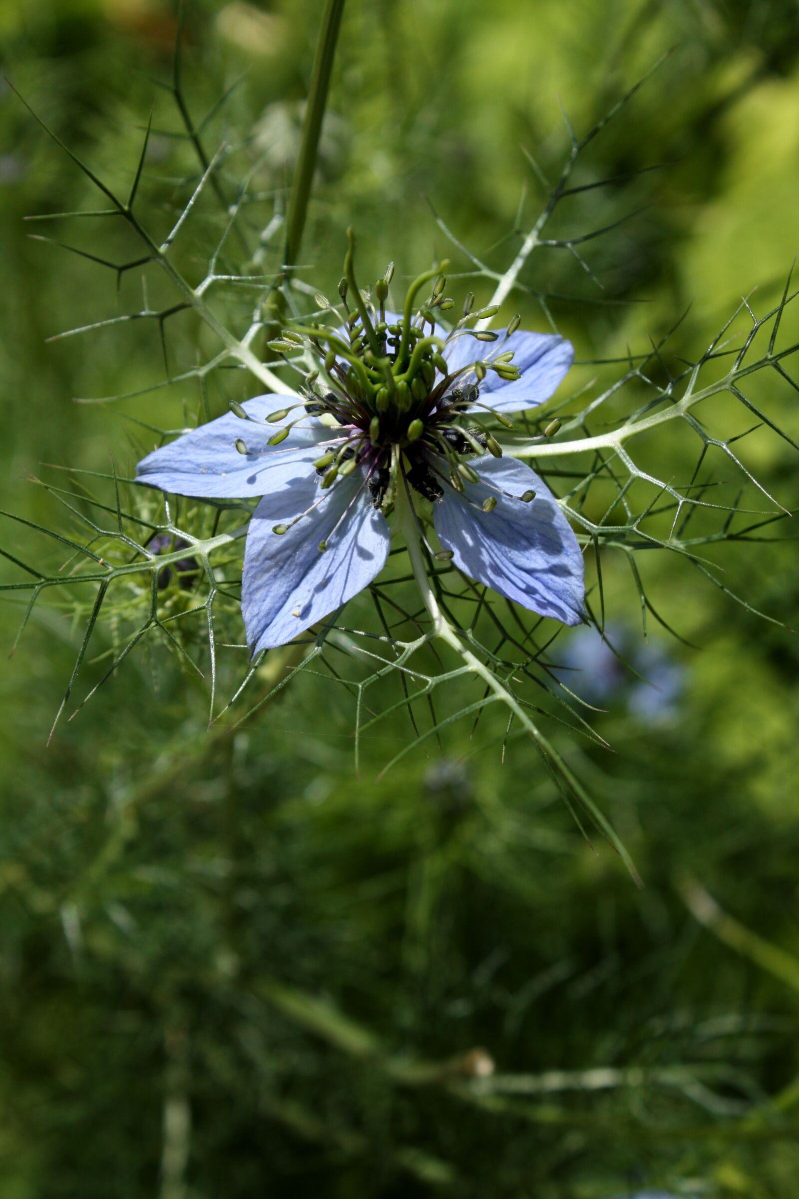 Canon EOS 450D (EOS Rebel XSi / EOS Kiss X2) sample photo. Damascus nigella, flower garden photography