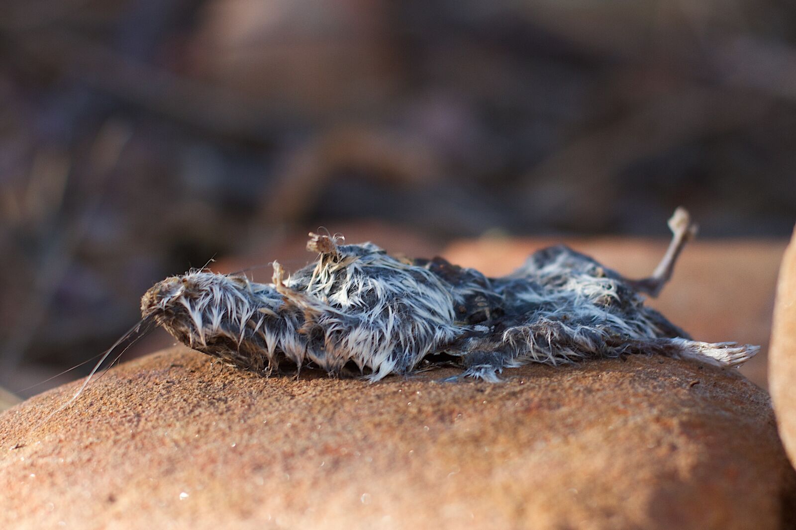 Canon EOS 7D sample photo. Nature, dead, wild life photography