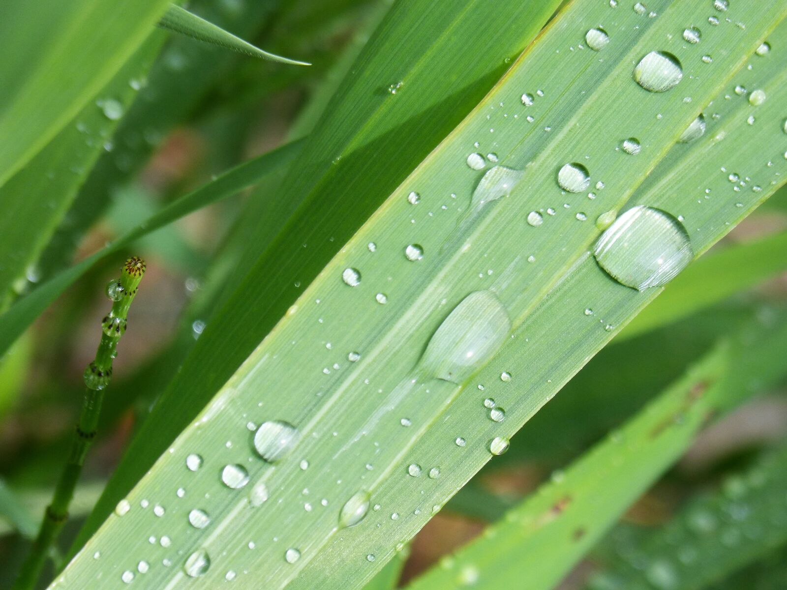 Panasonic DMC-FZ62 sample photo. Pearl, rain, rocio photography