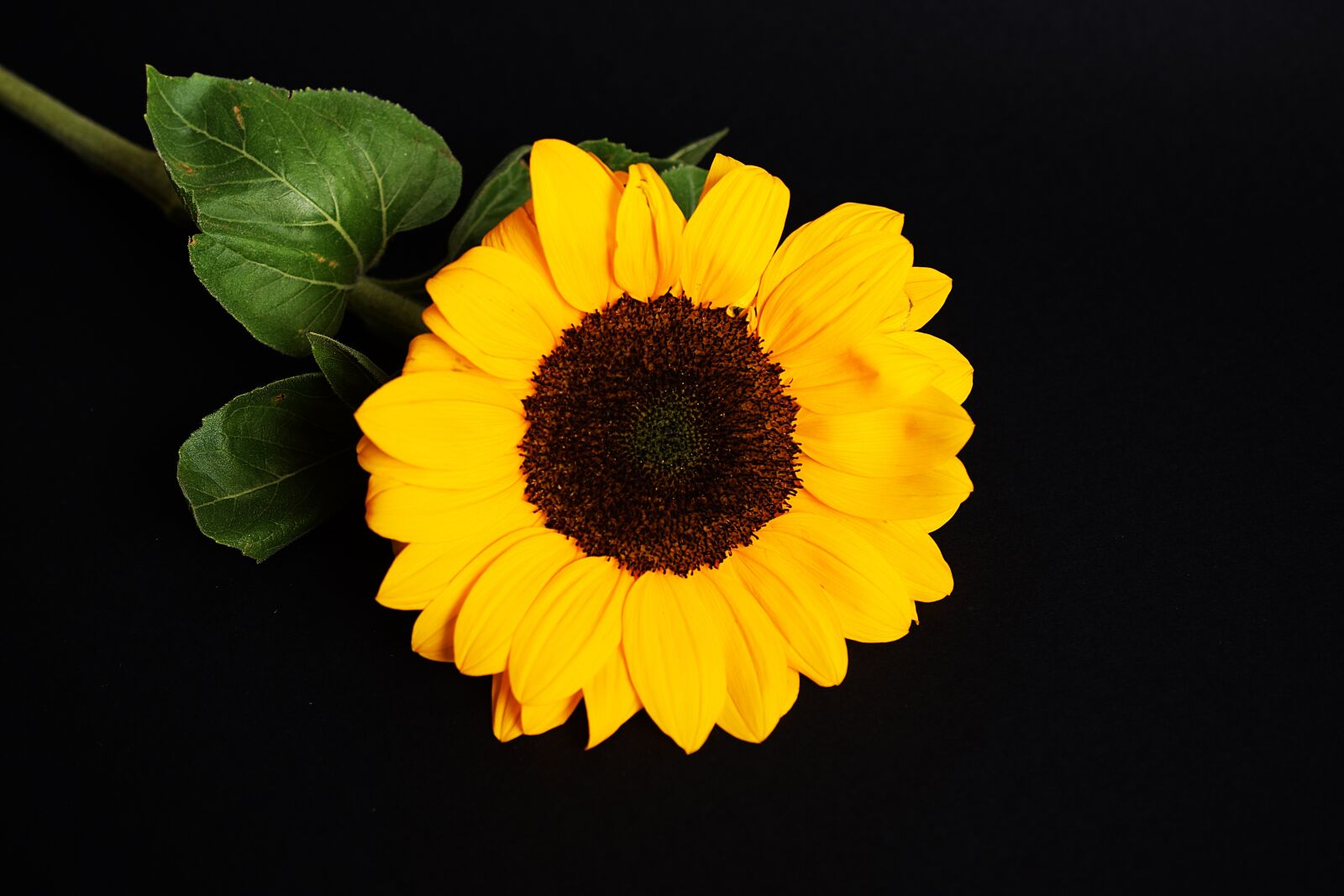 Nikon D5300 sample photo. Sunflower, yellow, black background photography