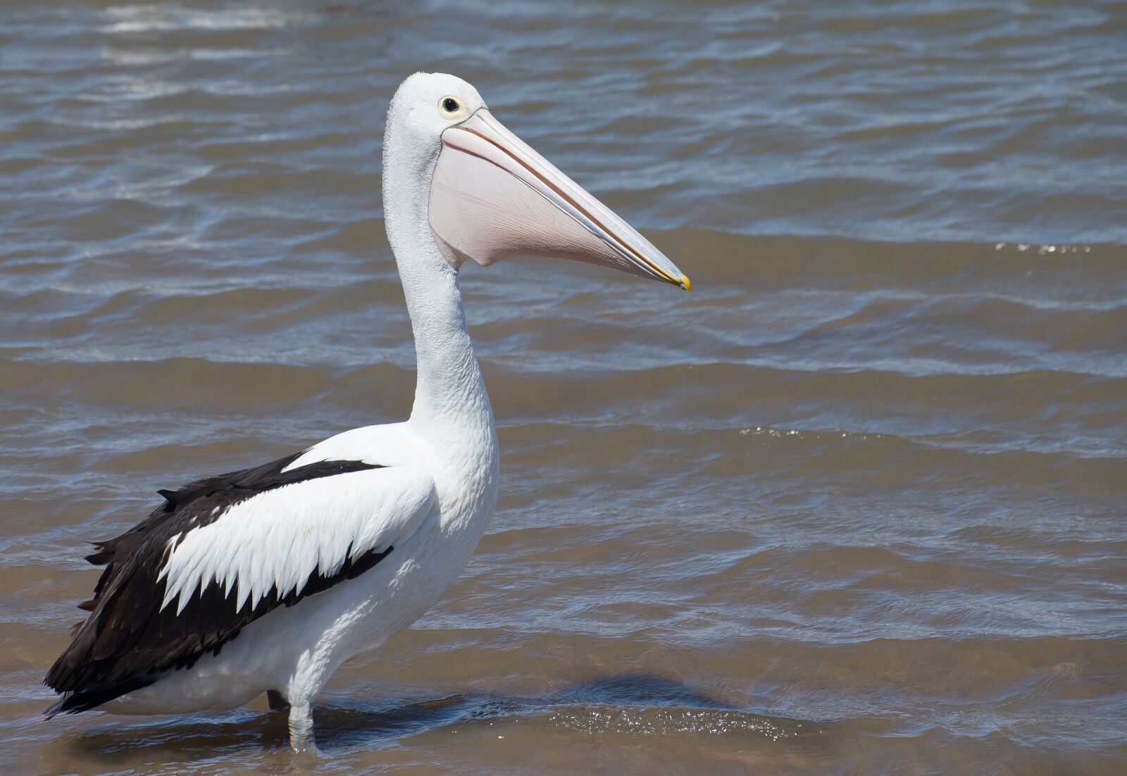 Nikon D610 sample photo. Australian pelican, sea bird photography