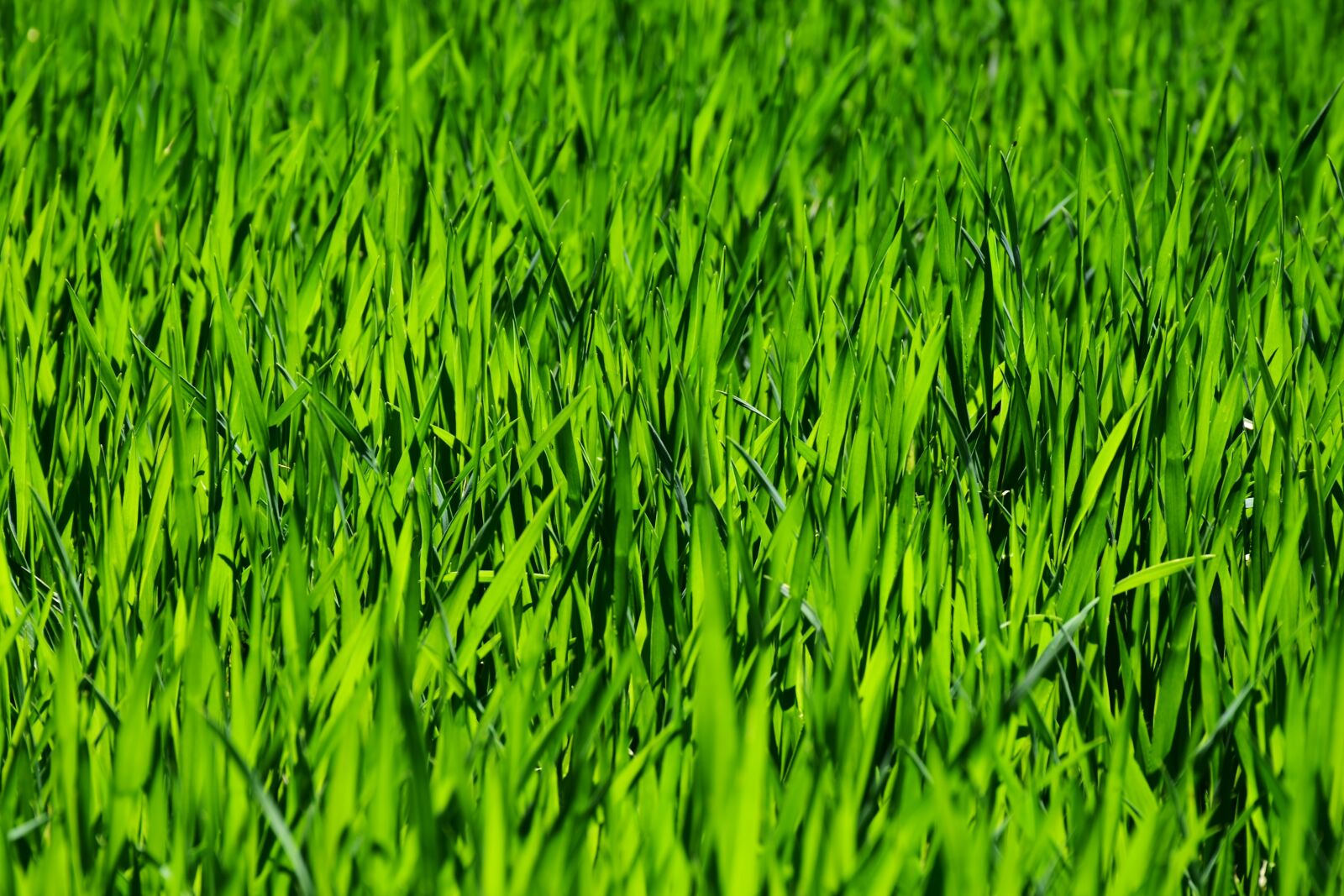 Nikon D7200 sample photo. Grass, field, meadow photography