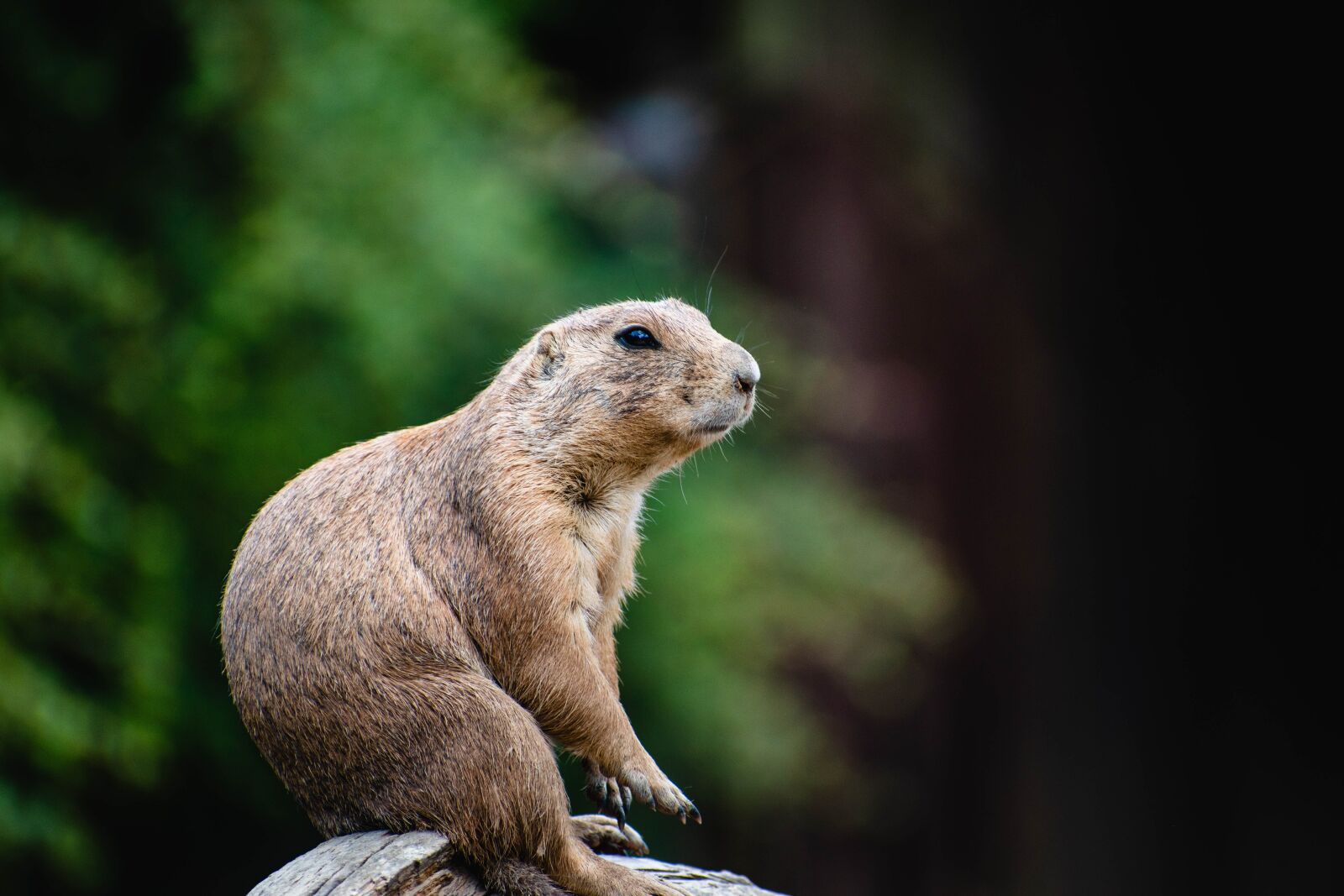 Nikon D5600 sample photo. Prairie dogs, p riov photography