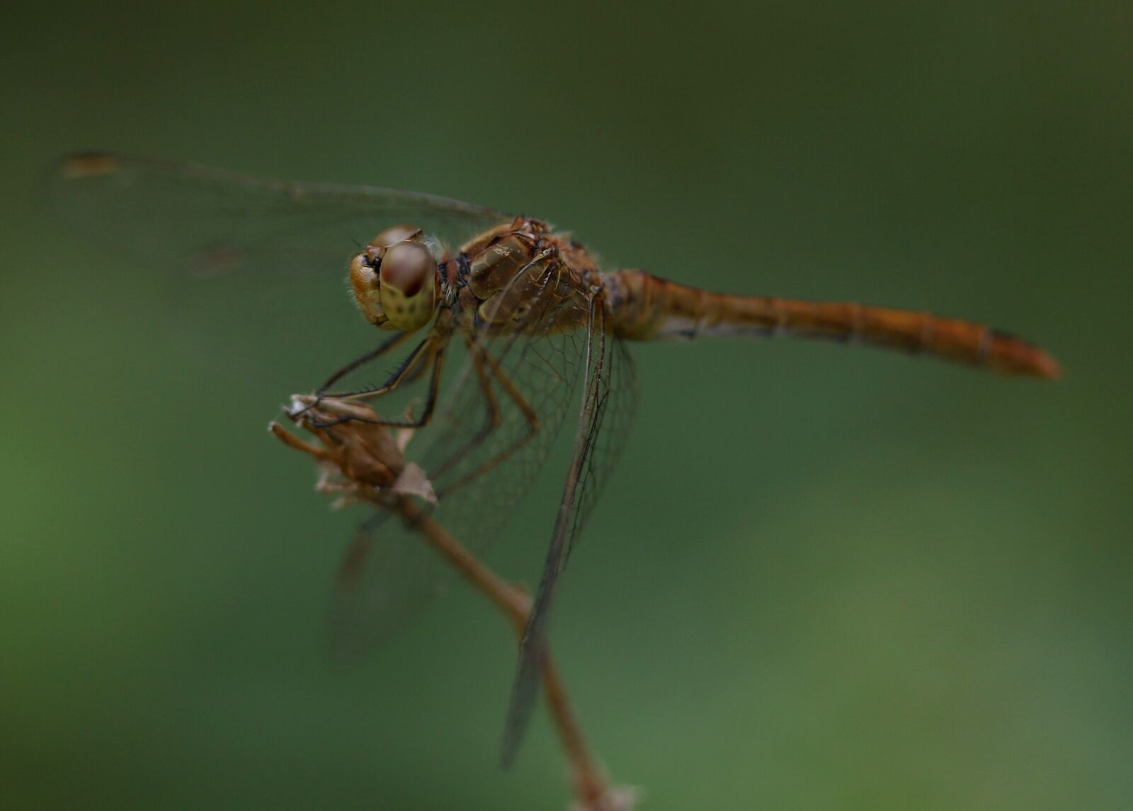 Canon EF-S 60mm F2.8 Macro USM sample photo. Dragonfly, insecta, wings photography