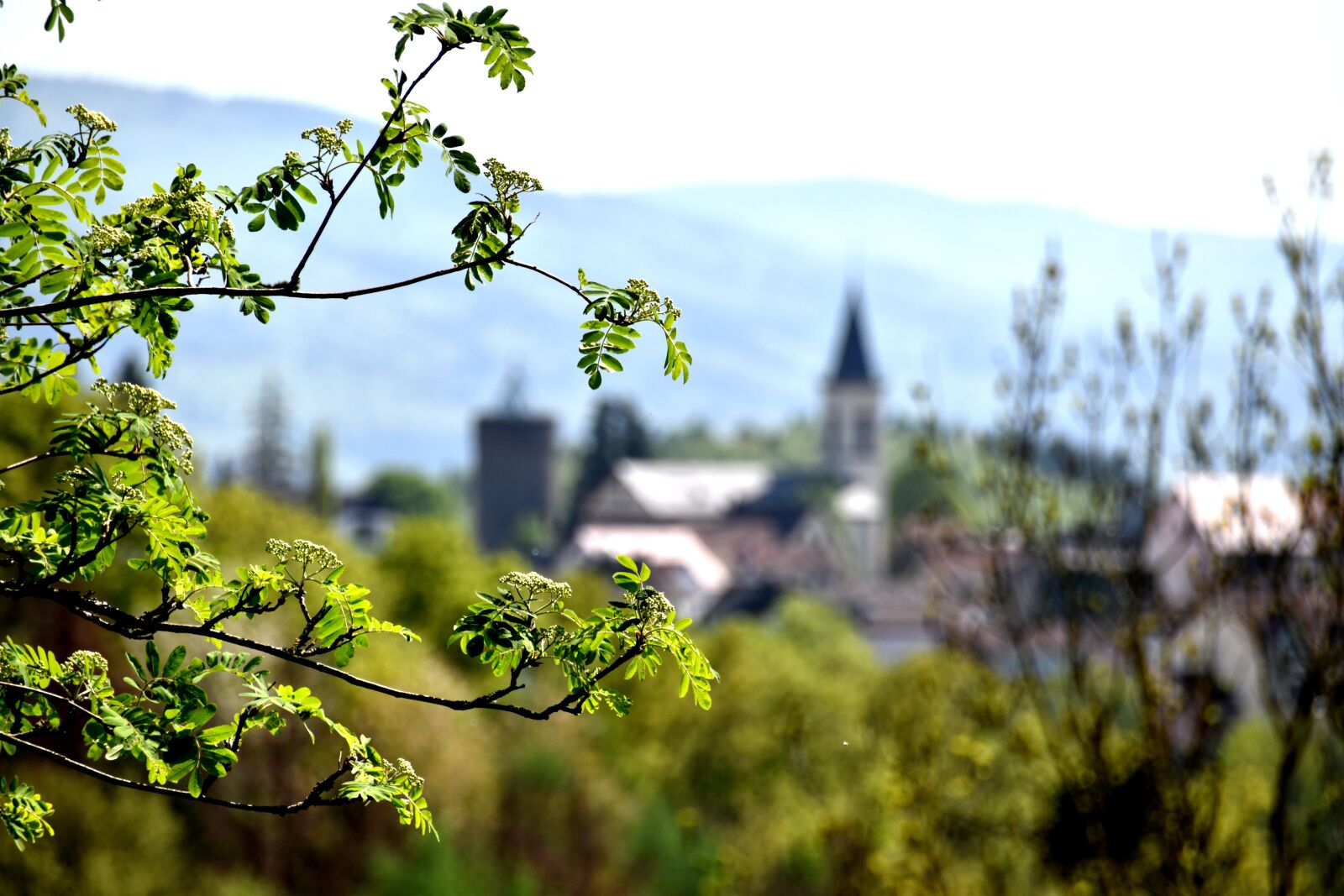 Nikon D5600 sample photo. Odenwald, branches, tree photography