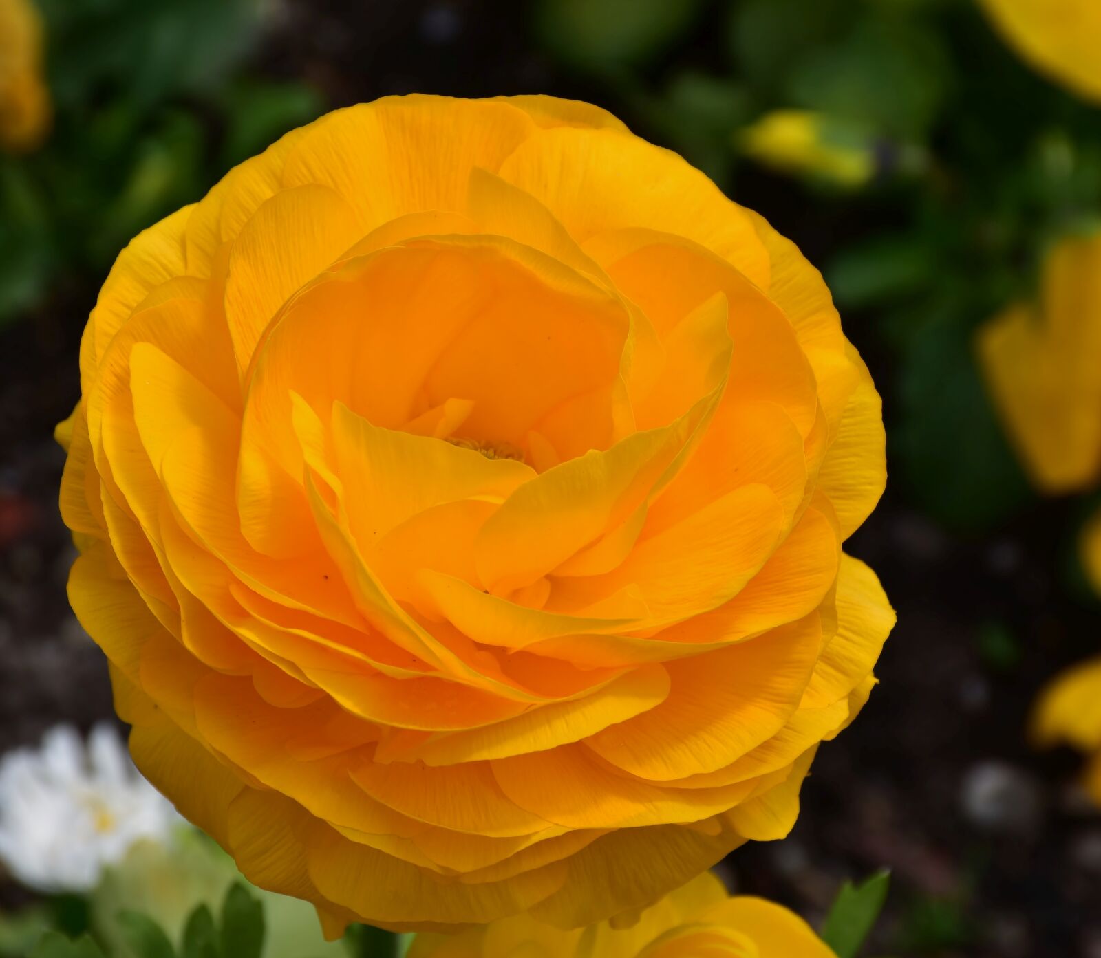 Nikon D7200 sample photo. Ranunculus, spring, nature photography