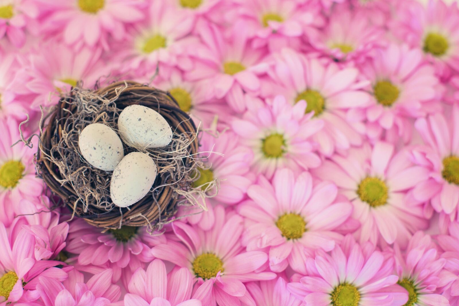 Canon EF 50mm F1.4 USM sample photo. Bird's nest, bird eggs photography