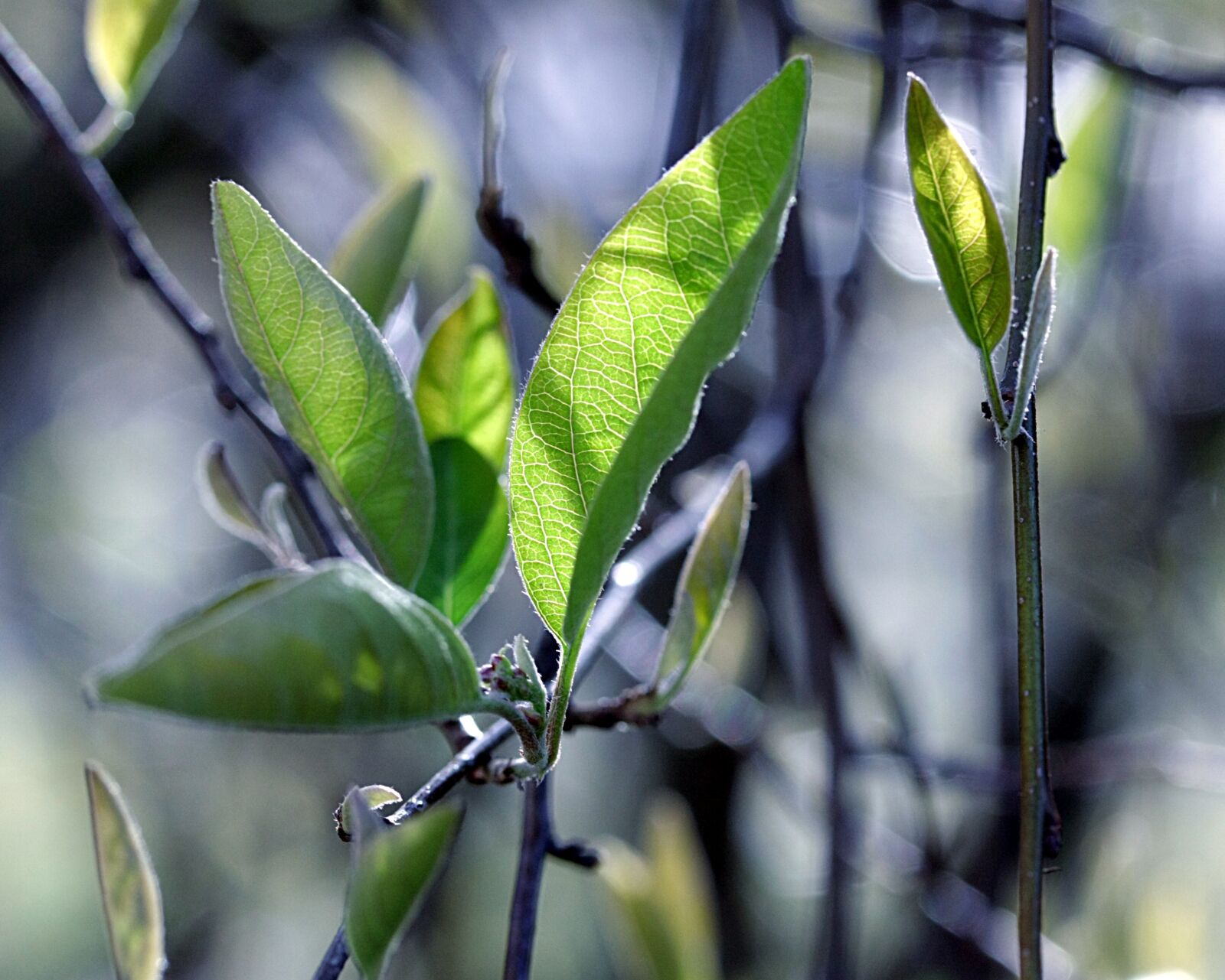 Canon EOS 40D sample photo. Plant, leaf, growth photography