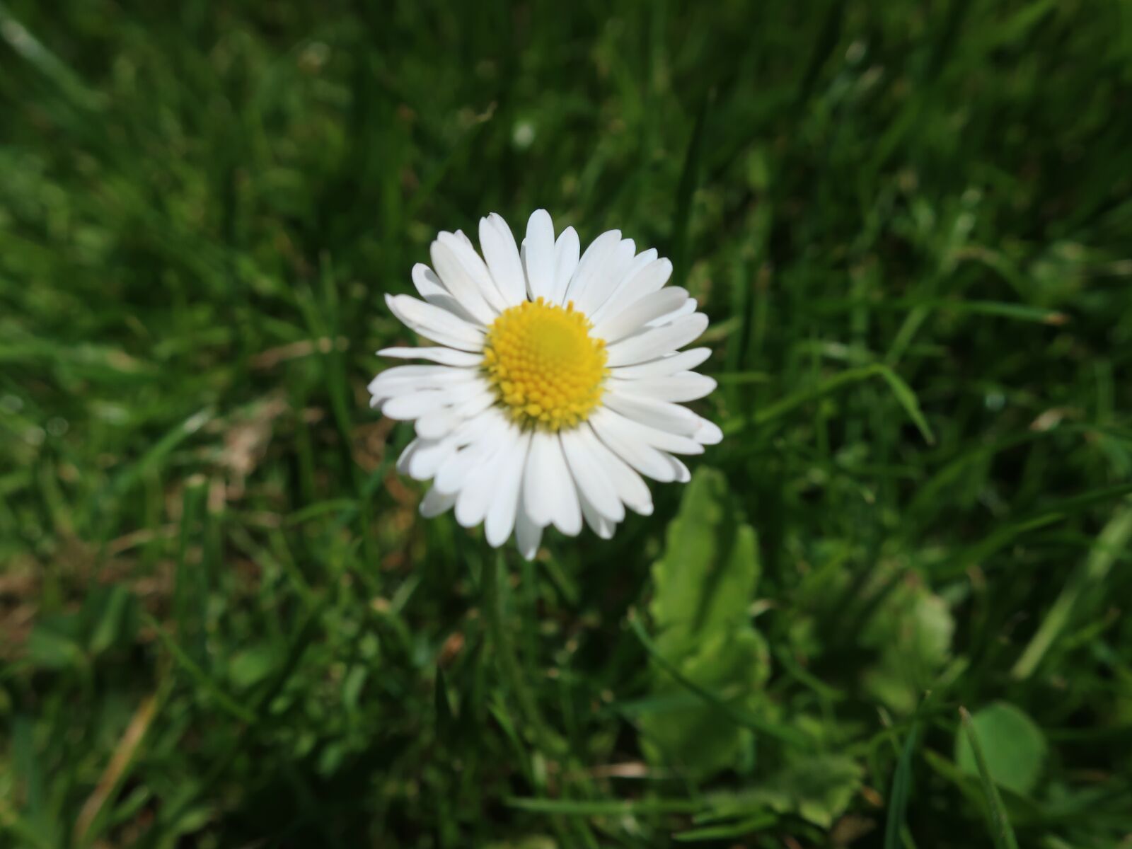 Canon PowerShot G9 X Mark II sample photo. Daisy, flower, meadow photography