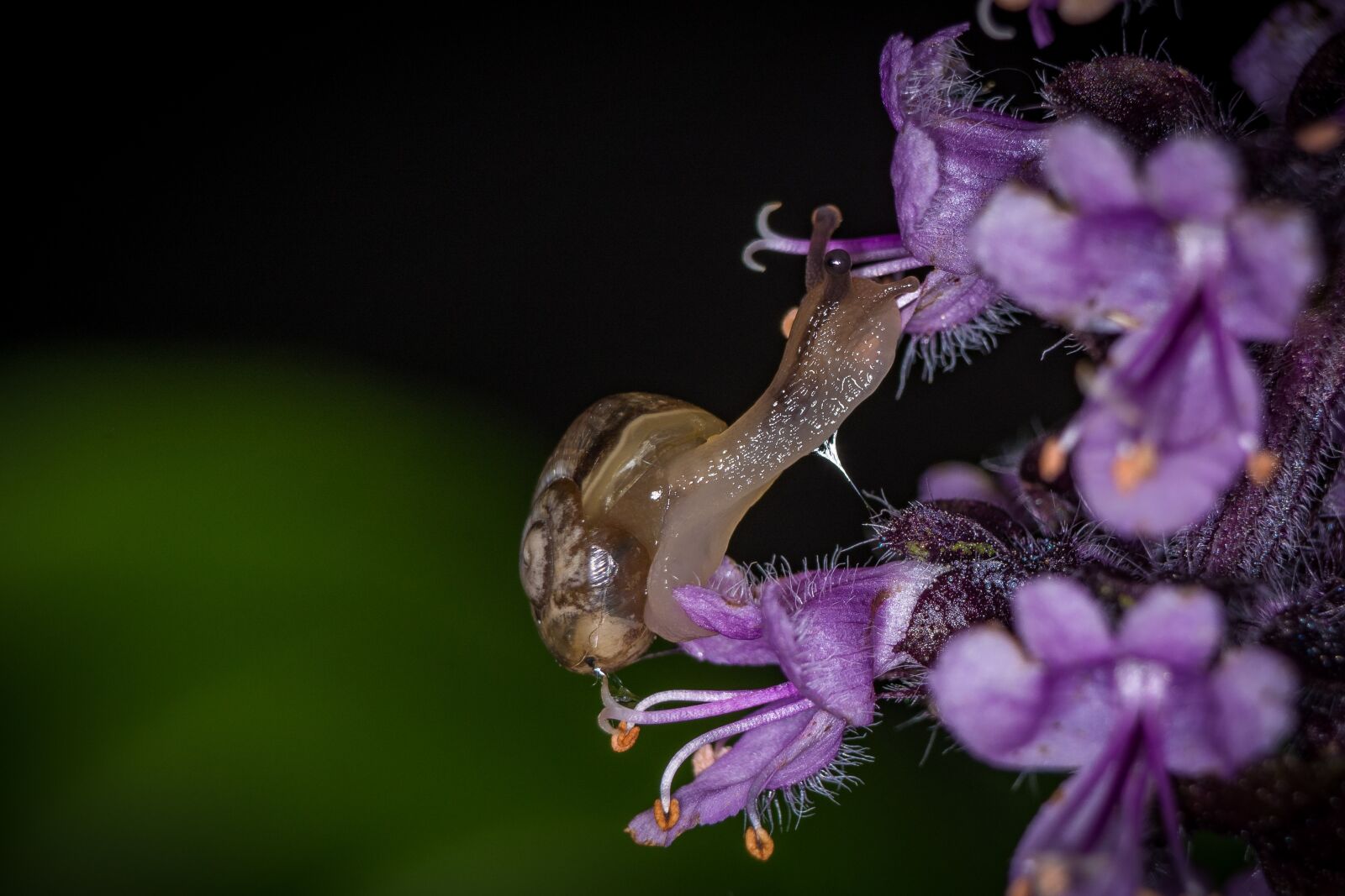 Nikon D7200 sample photo. Snail, macro, casing photography