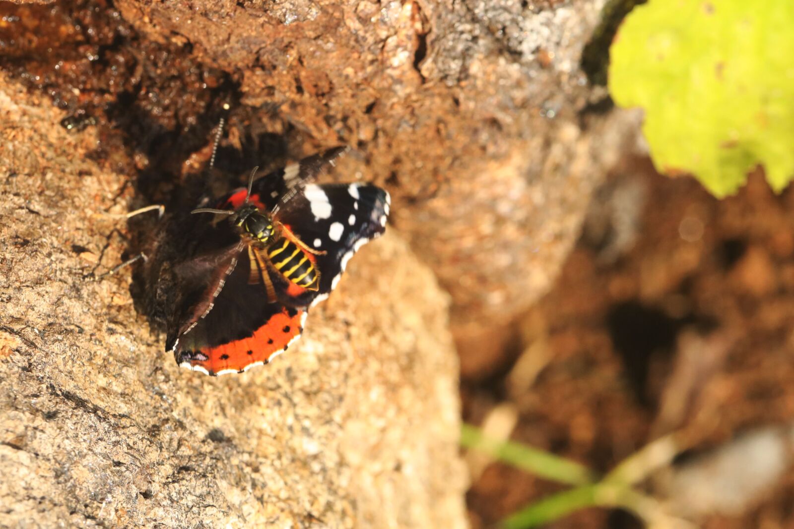 Canon EF 100mm F2.8L Macro IS USM sample photo. Butterfly, wasp, insect photography