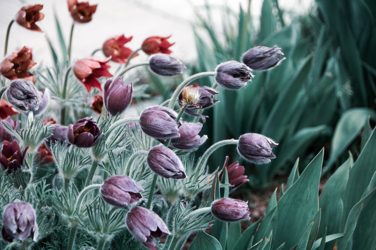 Canon EOS 750D (EOS Rebel T6i / EOS Kiss X8i) sample photo. Flowers, garden, petals photography