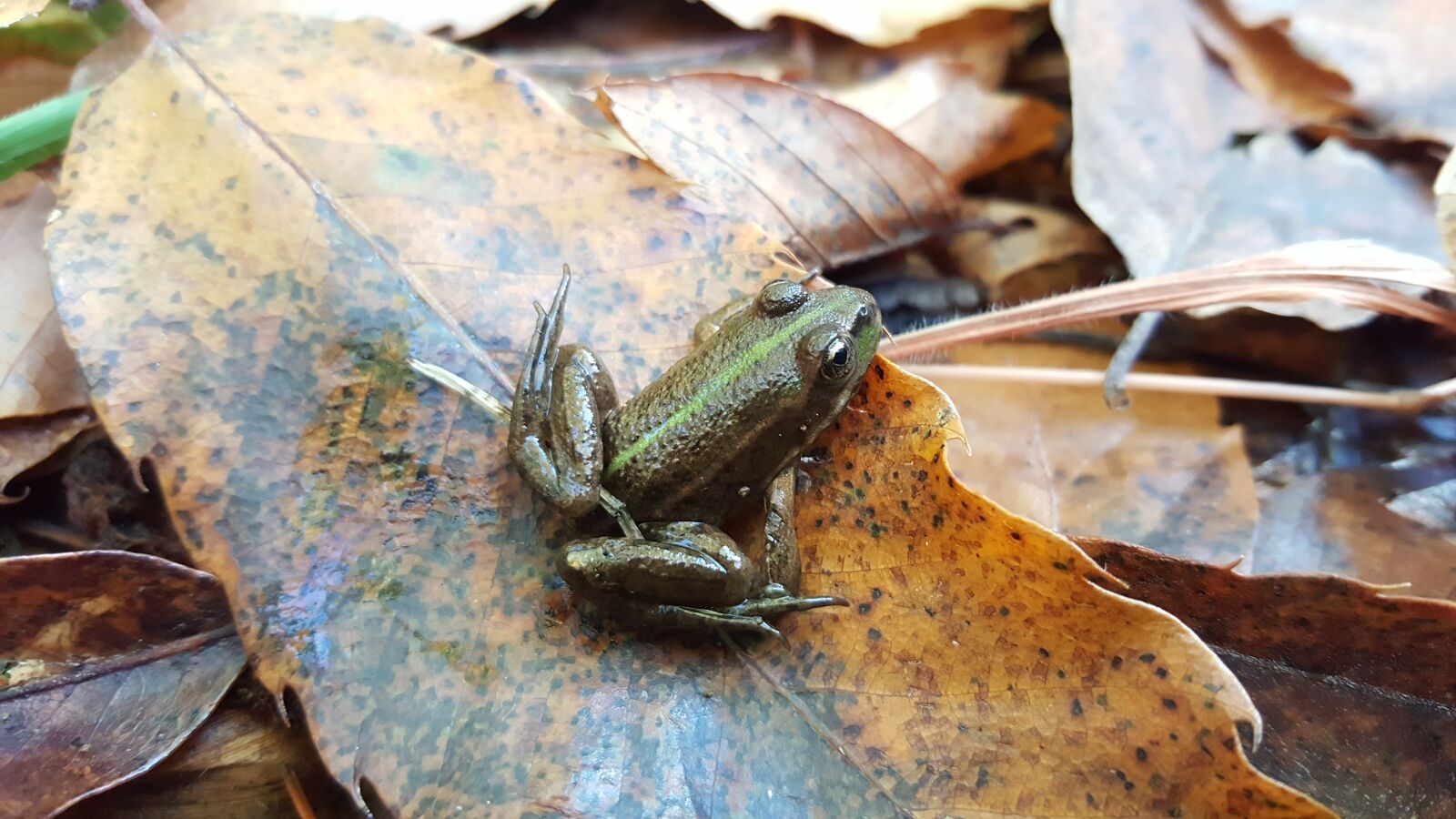 Samsung Galaxy S6 sample photo. Frog, nature, forest photography