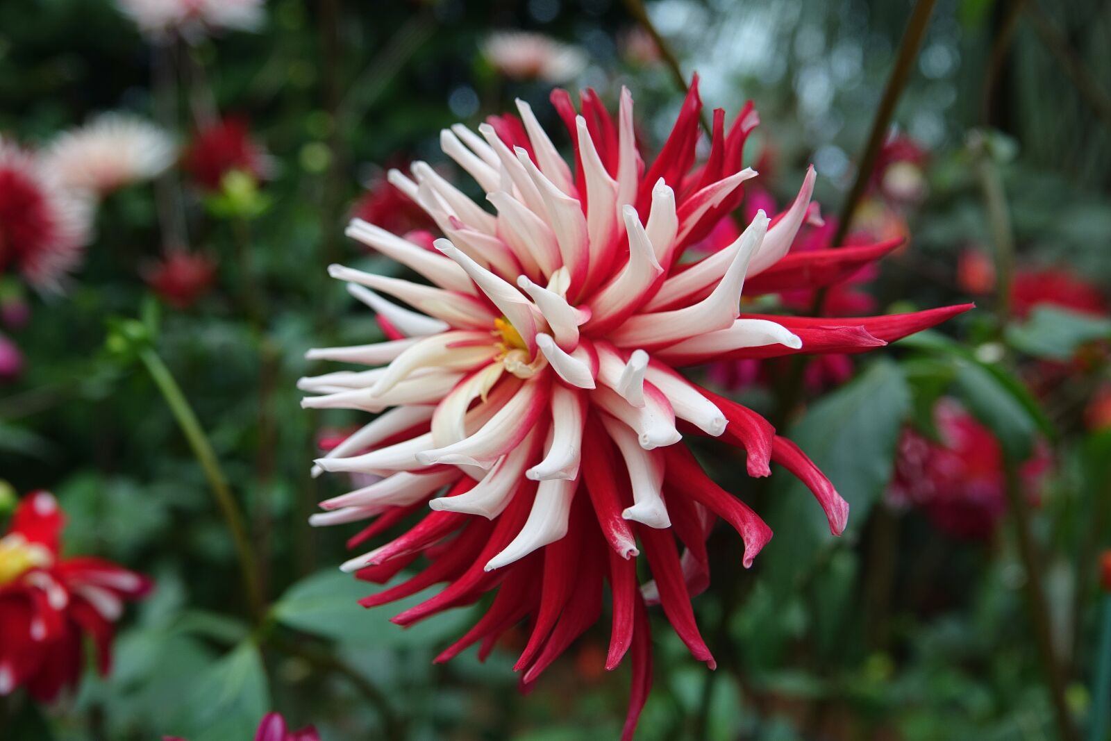 Sony Cyber-shot DSC-RX10 III sample photo. Nature, flower, plant photography