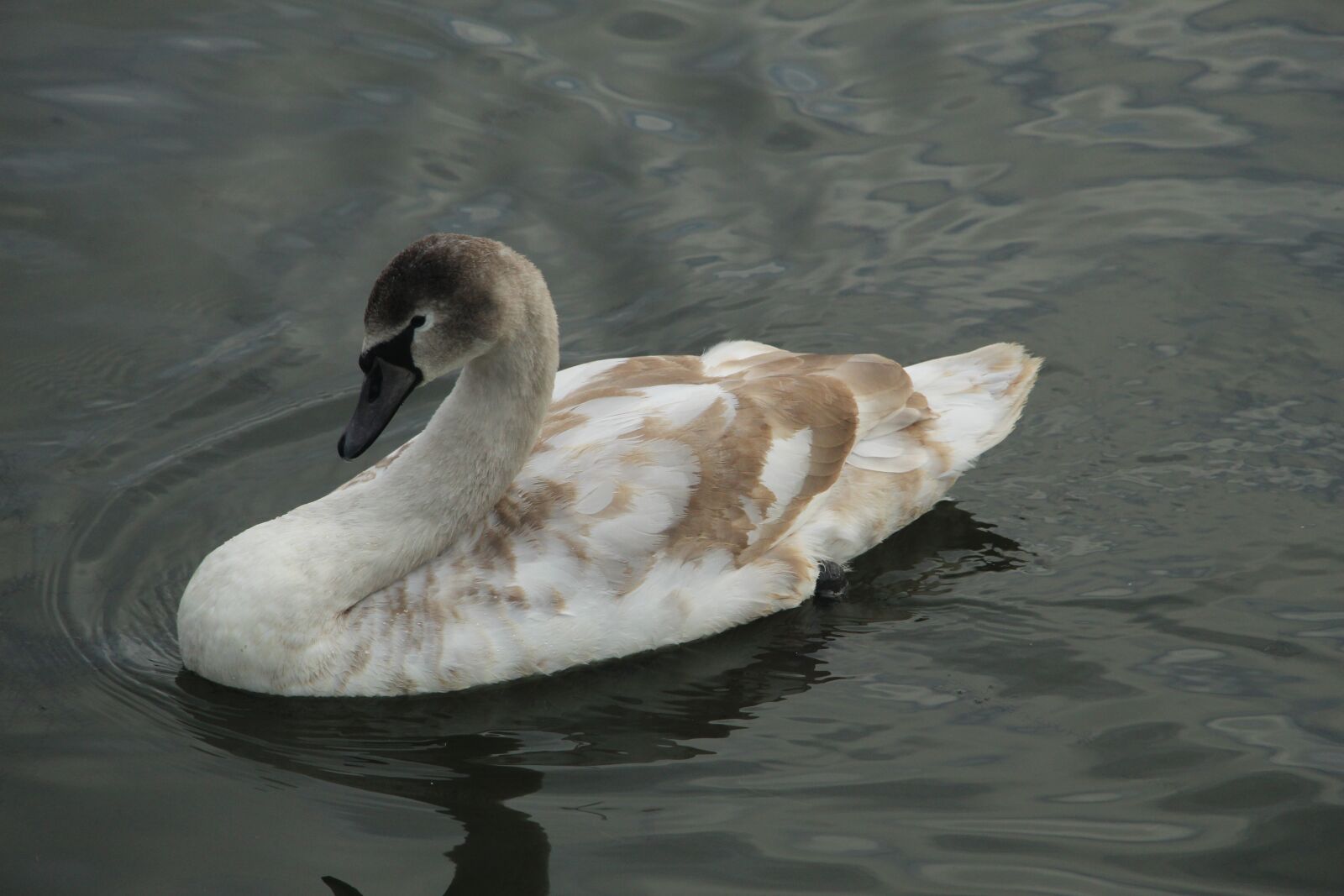Canon EOS 4000D (EOS Rebel T100 / EOS 3000D) sample photo. Waterbird, mute swan, young photography