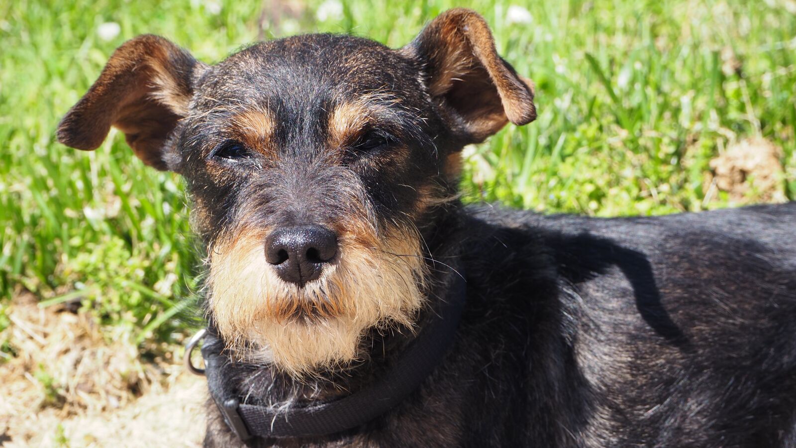 Olympus OM-D E-M10 II sample photo. Dog, pet, animal photography