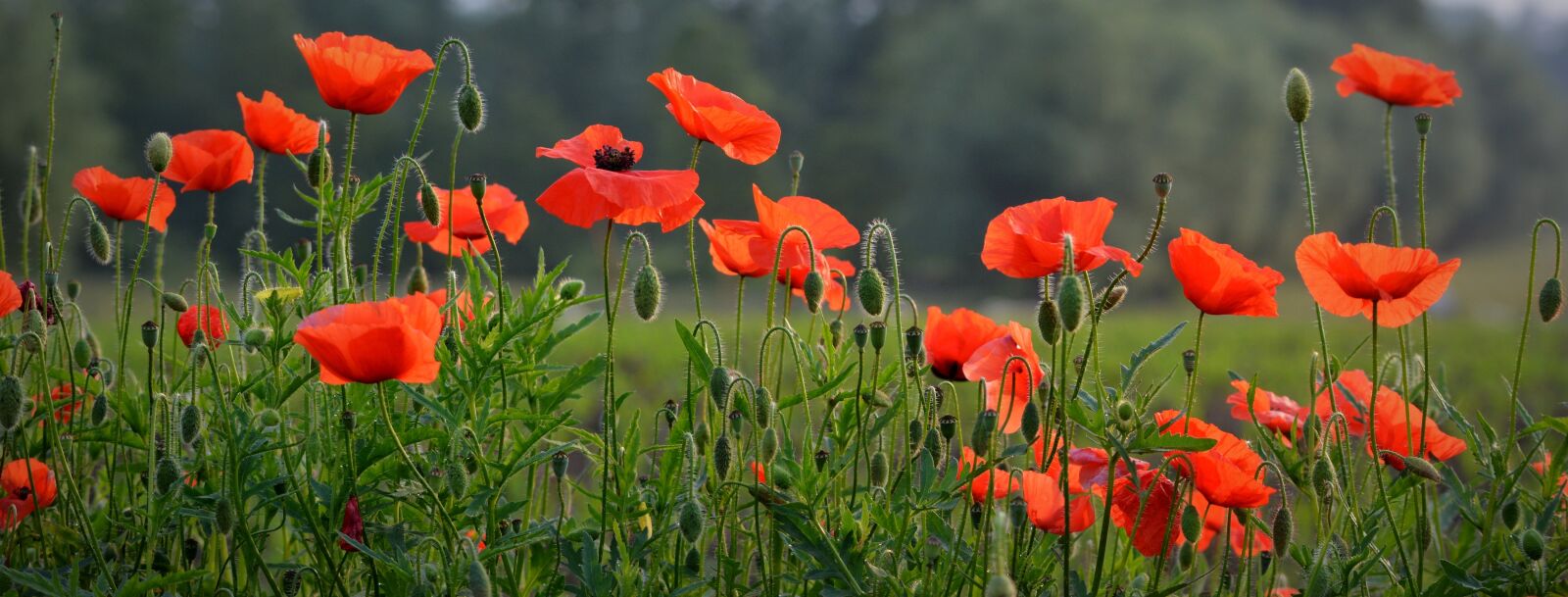 Nikon D5200 sample photo. Flower, poppy, spring photography