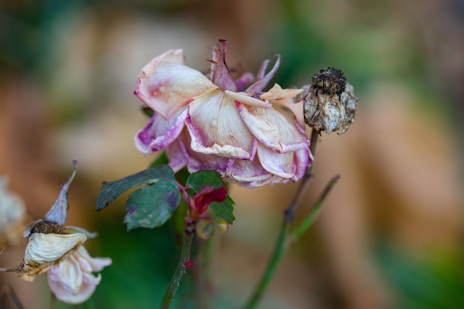 105mm F2.8 sample photo. Winter, rose, withered photography