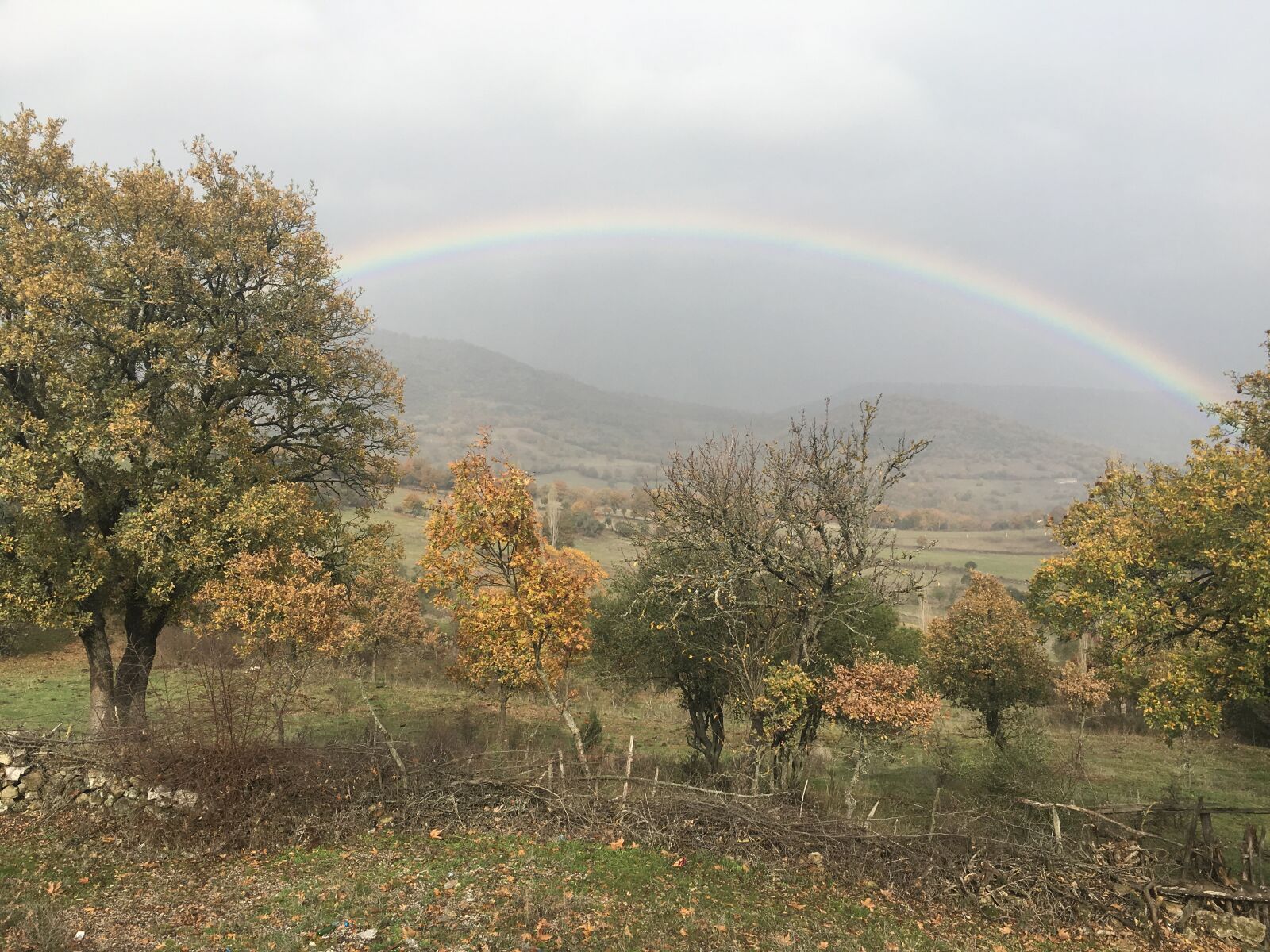 Apple iPhone 6s sample photo. Jungle, tree, rainbow photography