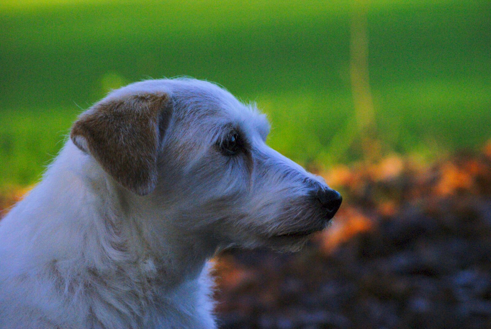 Sony Alpha DSLR-A200 sample photo. Dog, terrier, pet photography