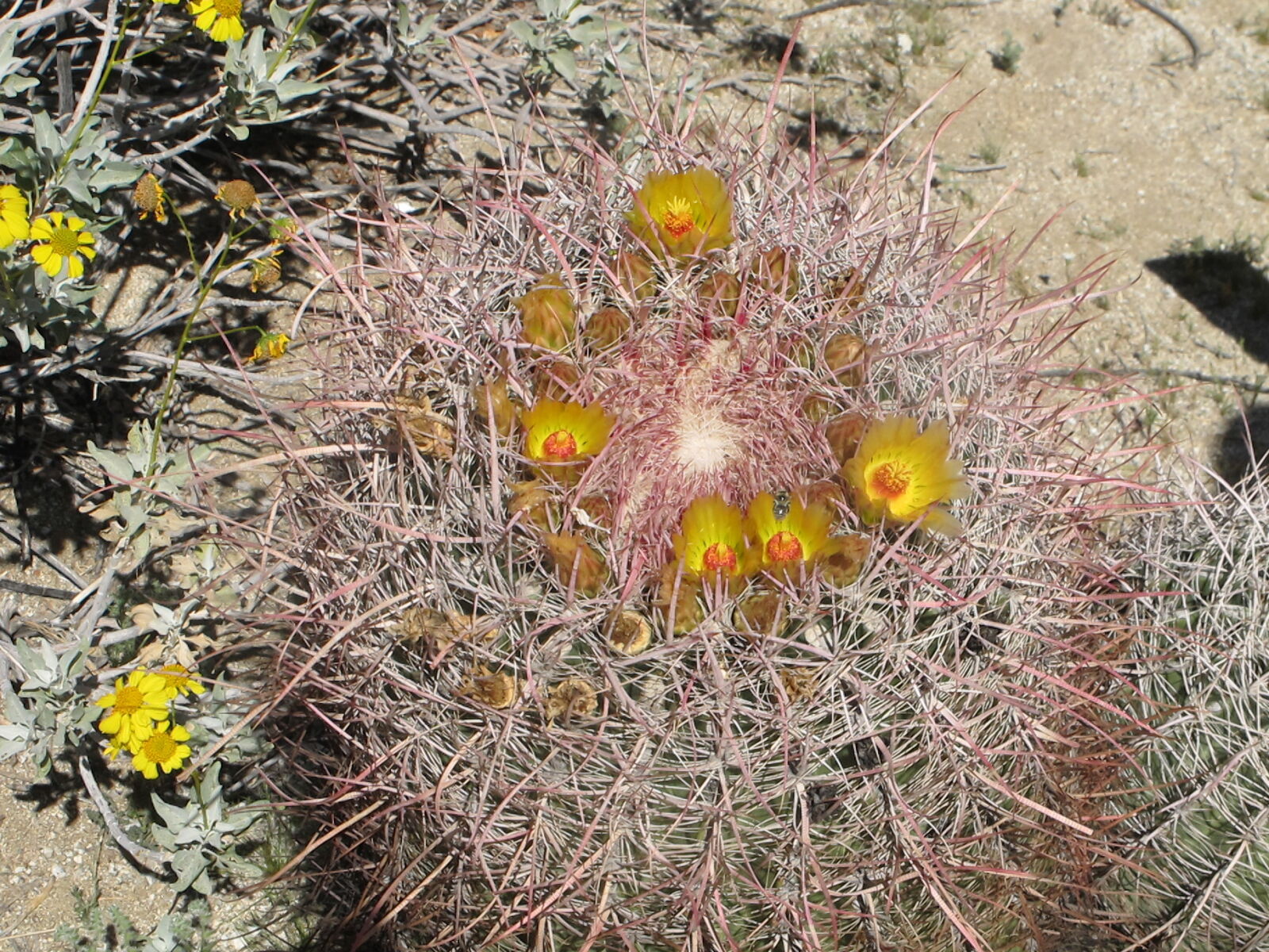 Canon PowerShot G11 sample photo. Anza, borrego, desert, barrel photography